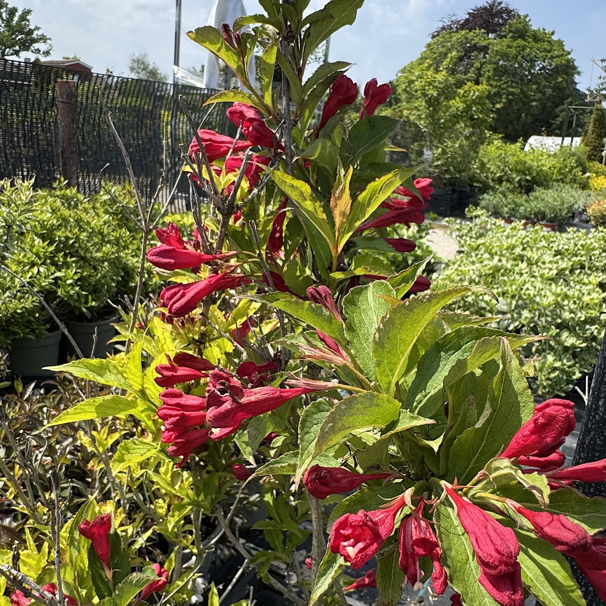 Weigela 'All Summer Red'