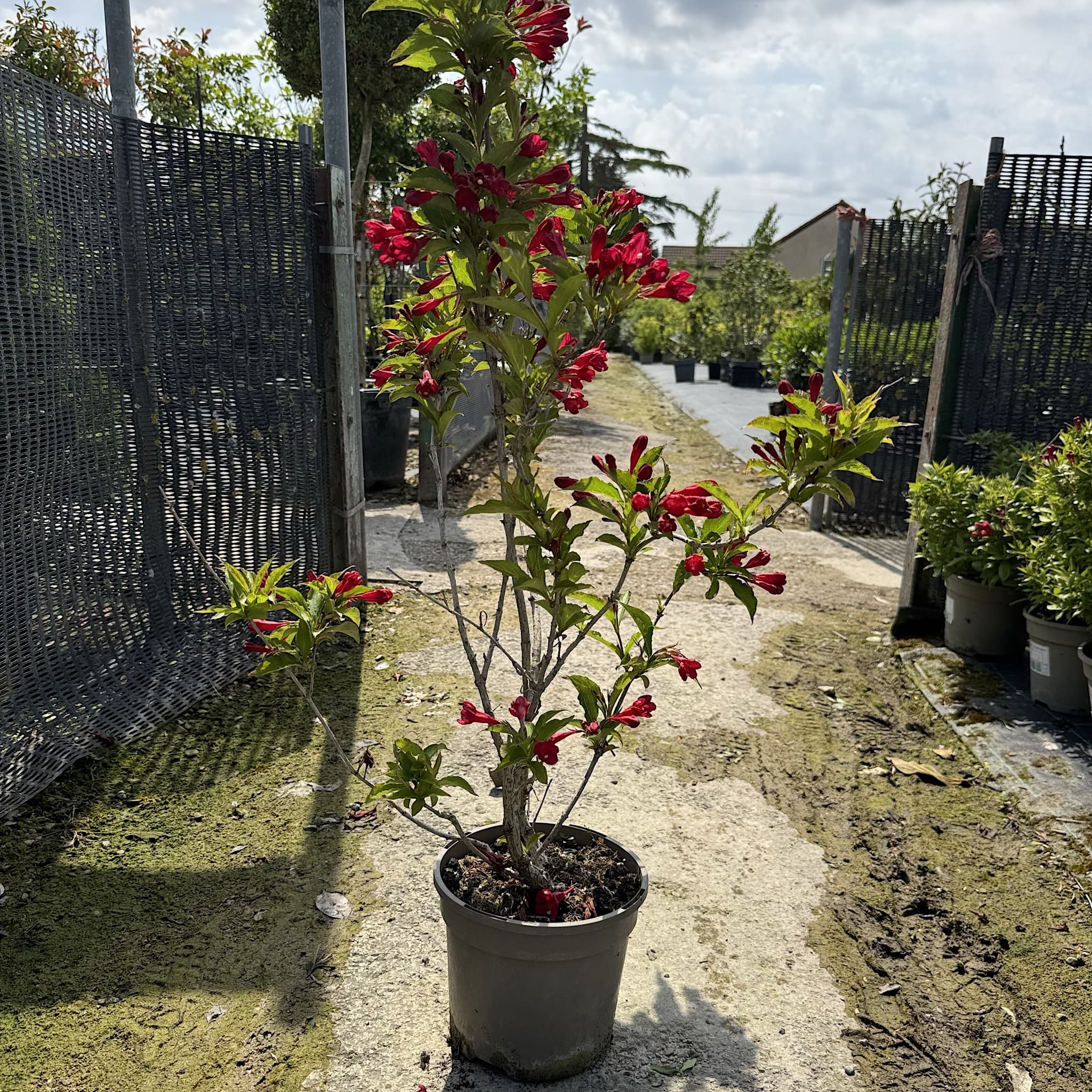 Weigela 'All Summer Red'