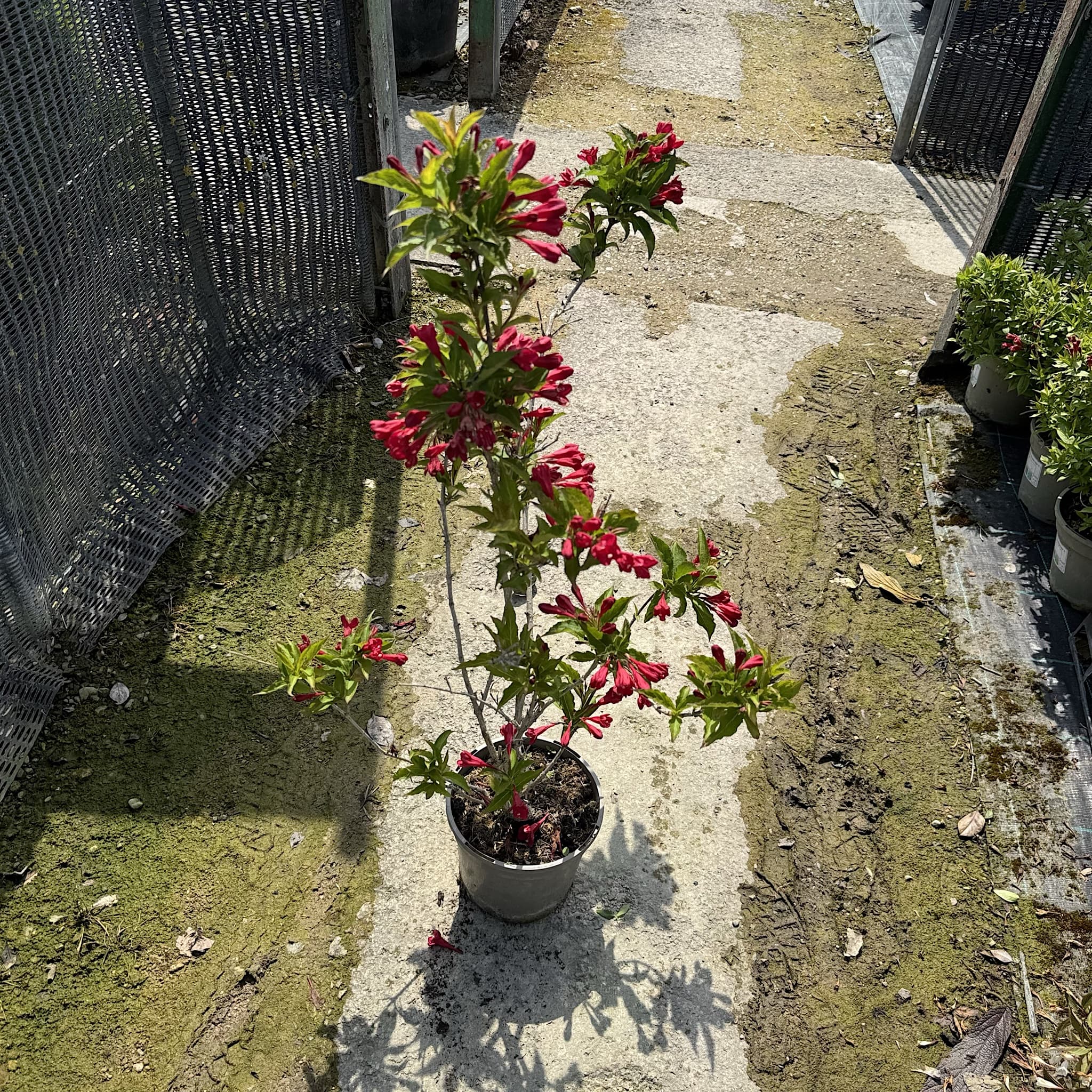 Weigela 'All Summer Red'