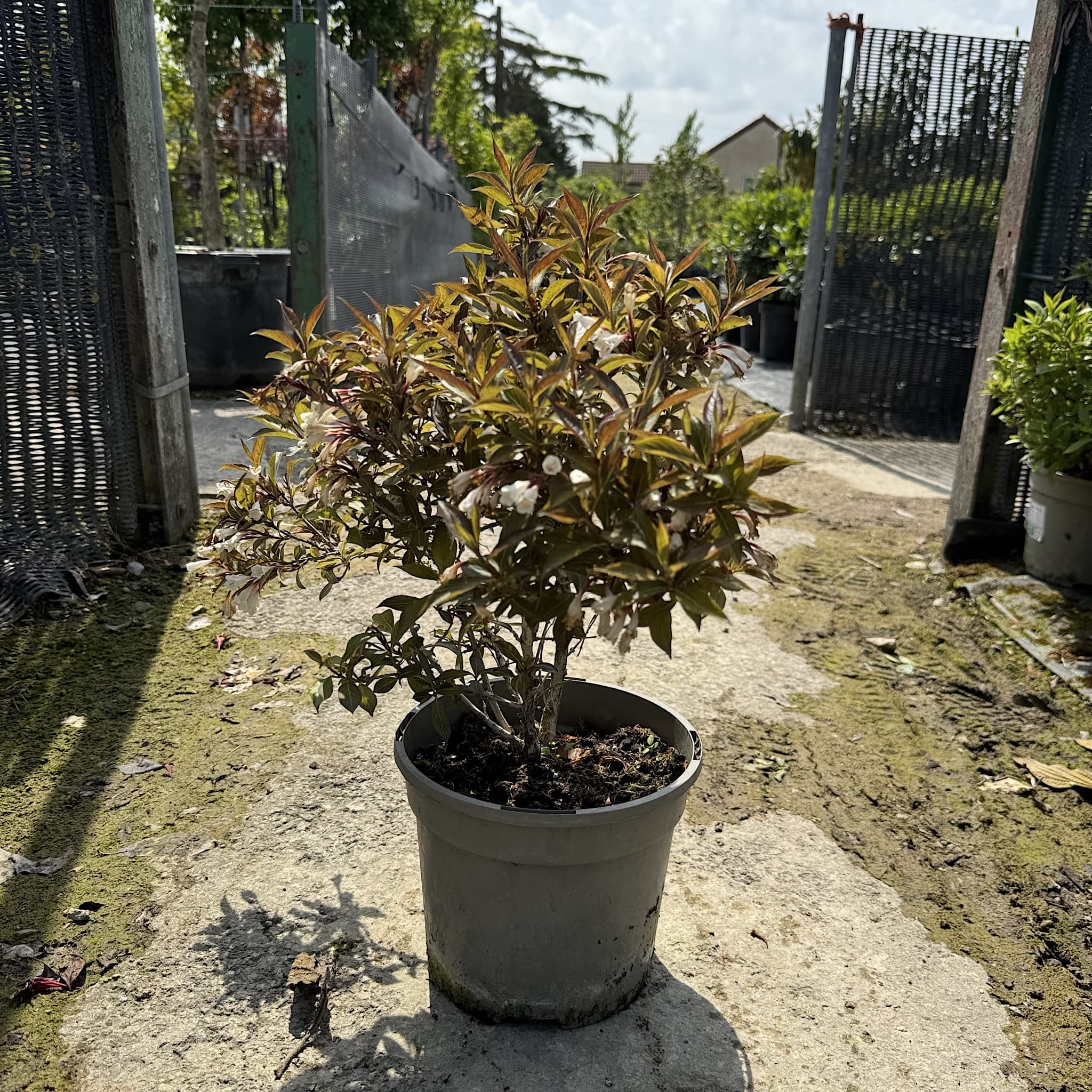 Weigela 'Black and White'