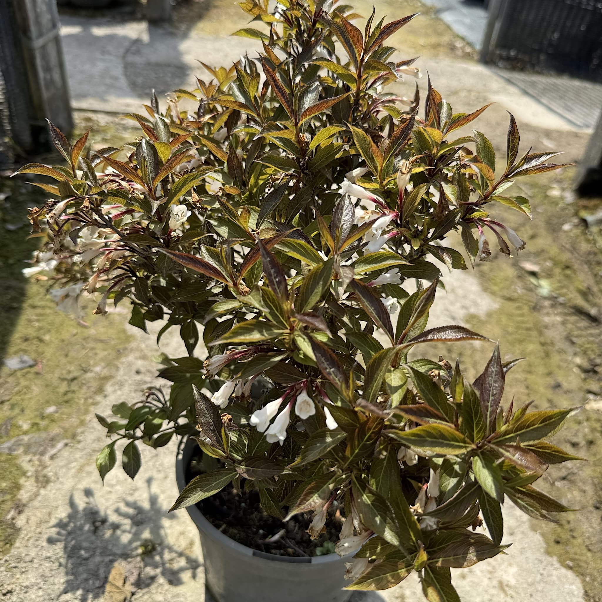 Weigela 'Black and White'