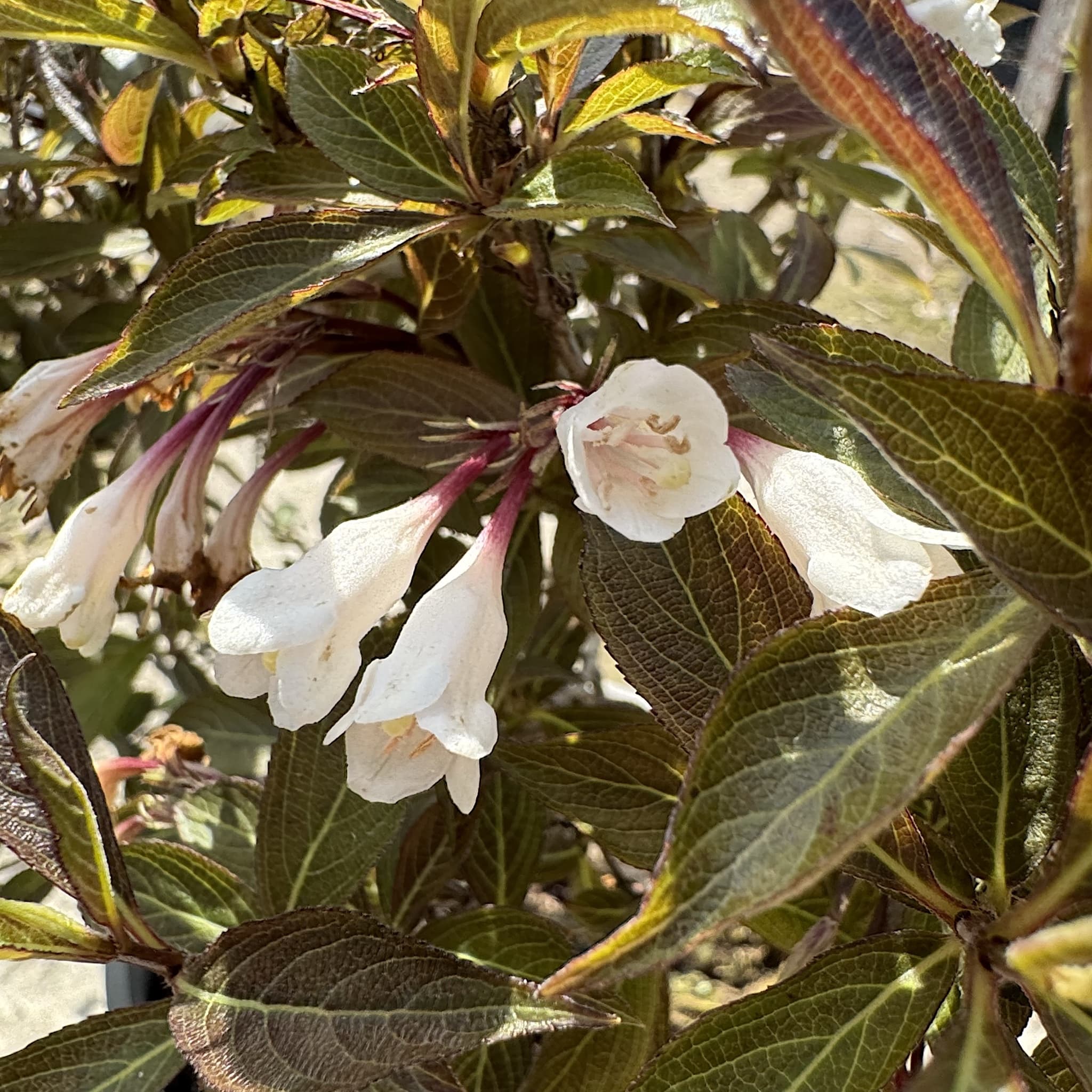 Weigela 'Black and White'