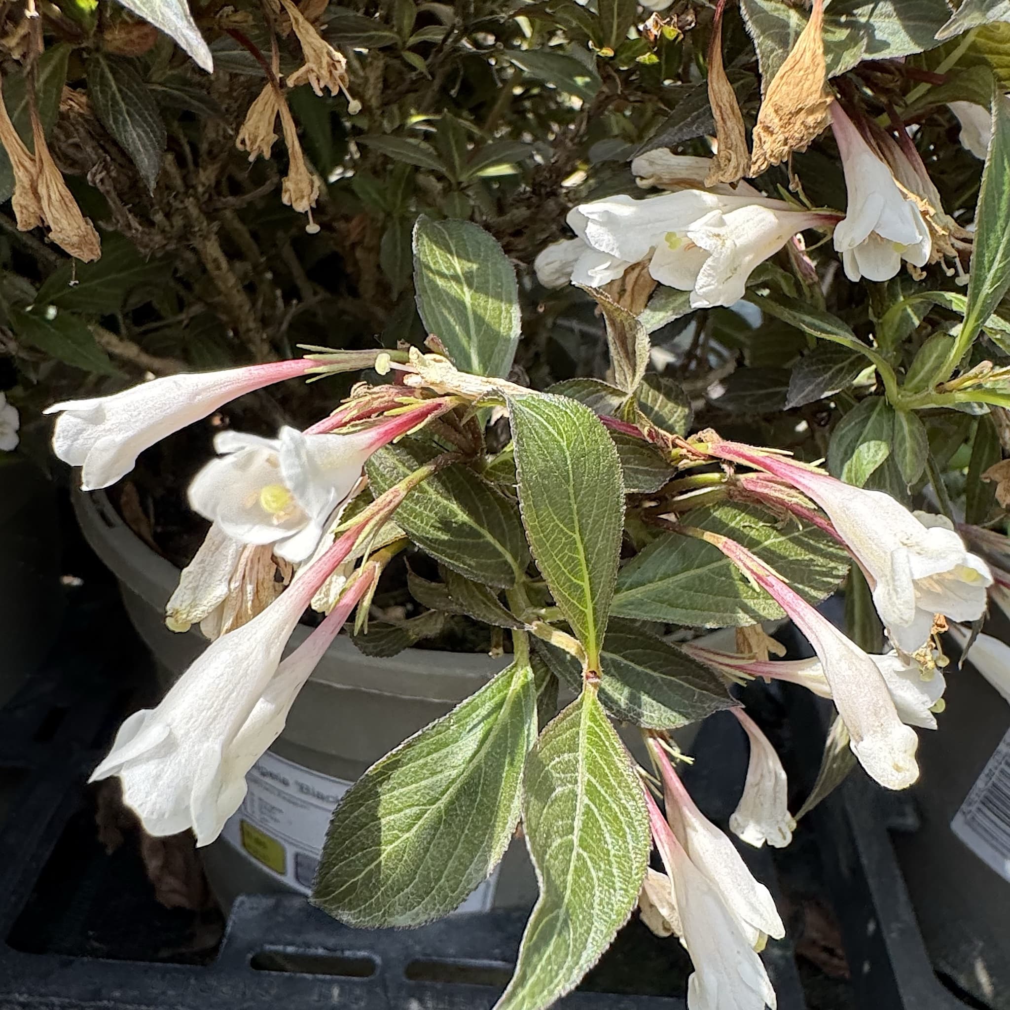 Weigela 'Black and White'