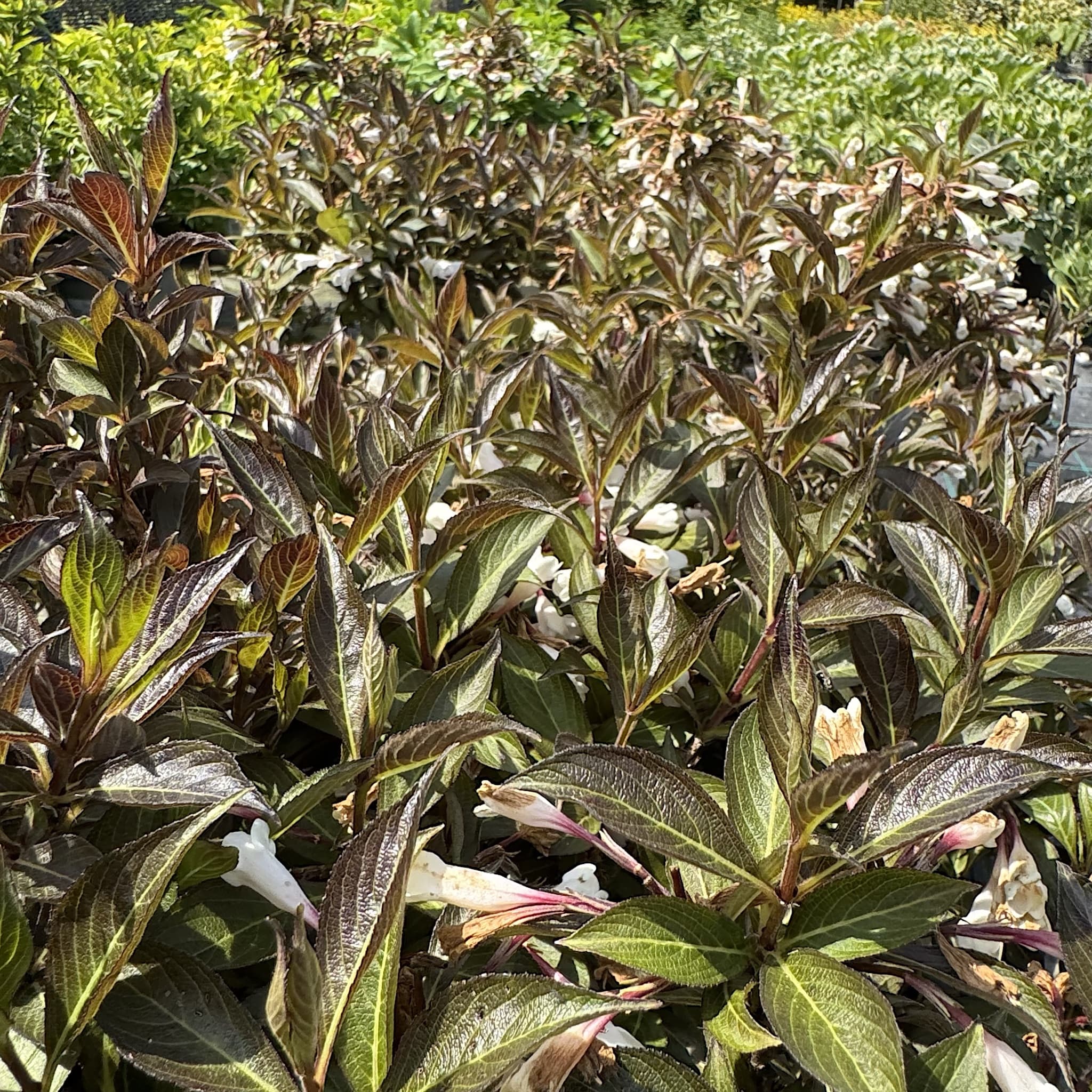 Weigela 'Black and White'