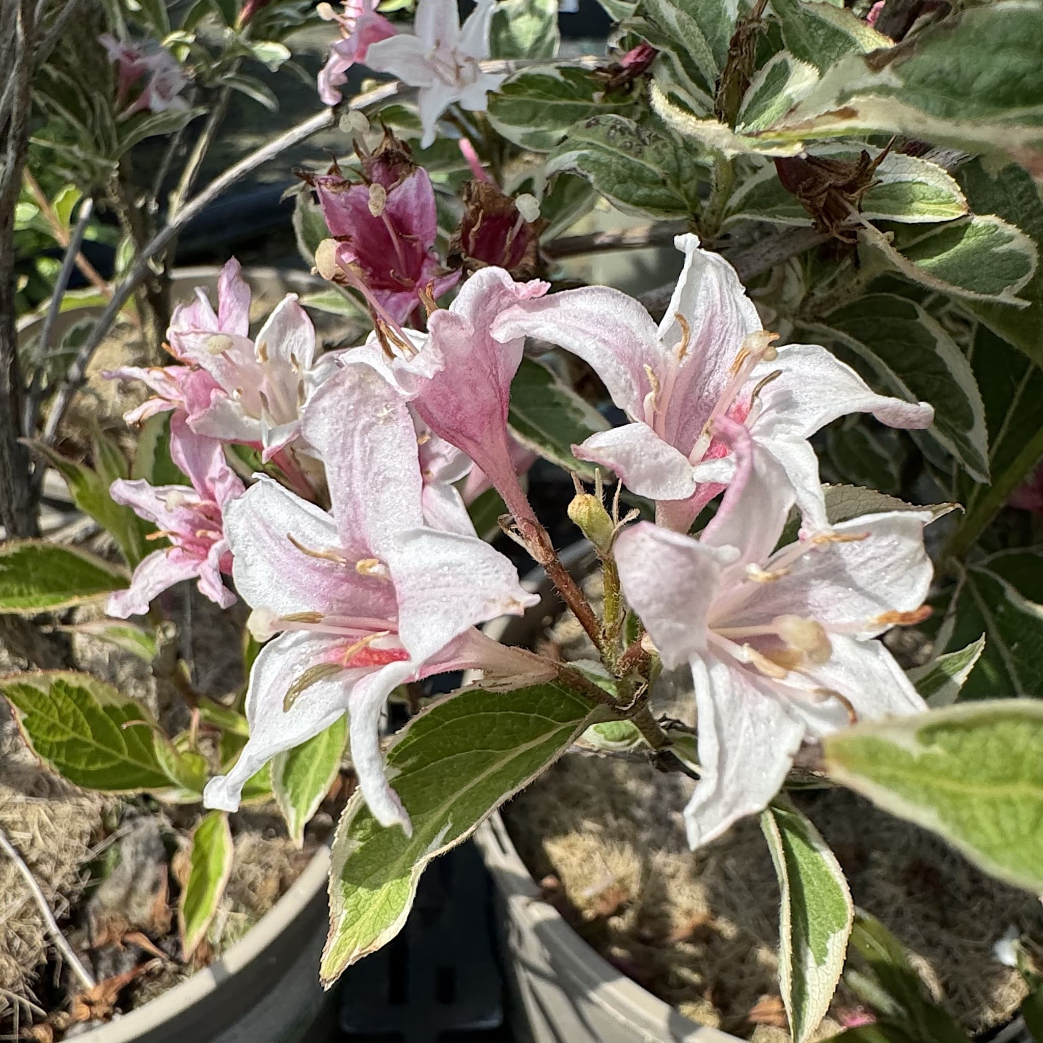 Weigela florida 'Kosteriana Variegata’