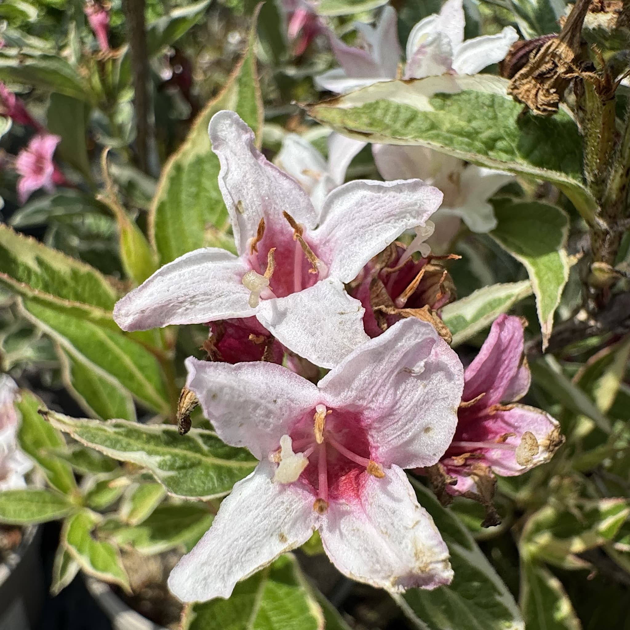 Weigela florida 'Kosteriana Variegata’
