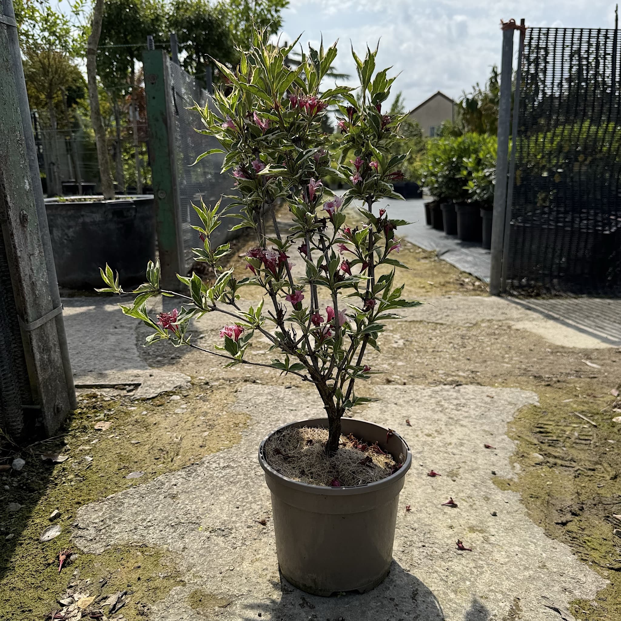 Weigela florida 'Kosteriana Variegata’