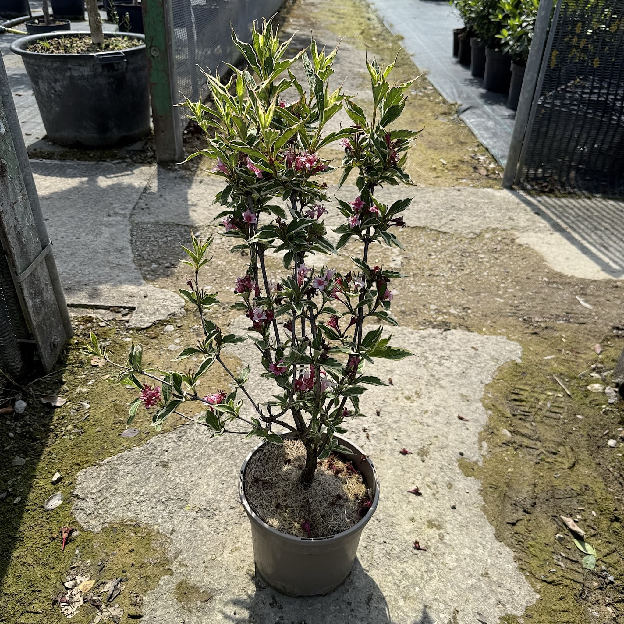 Weigela florida 'Kosteriana Variegata’