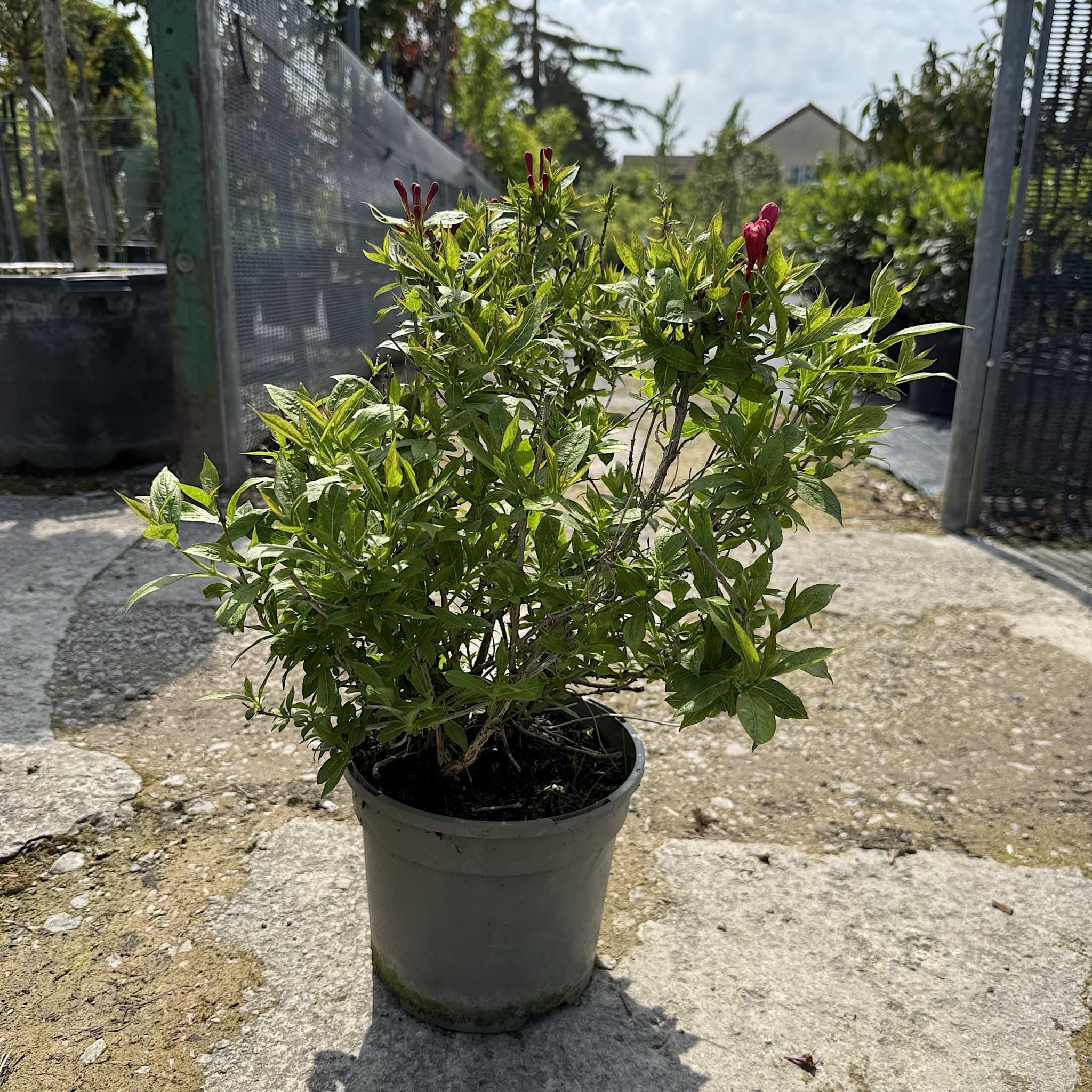 Weigela 'Picobella Rosso'