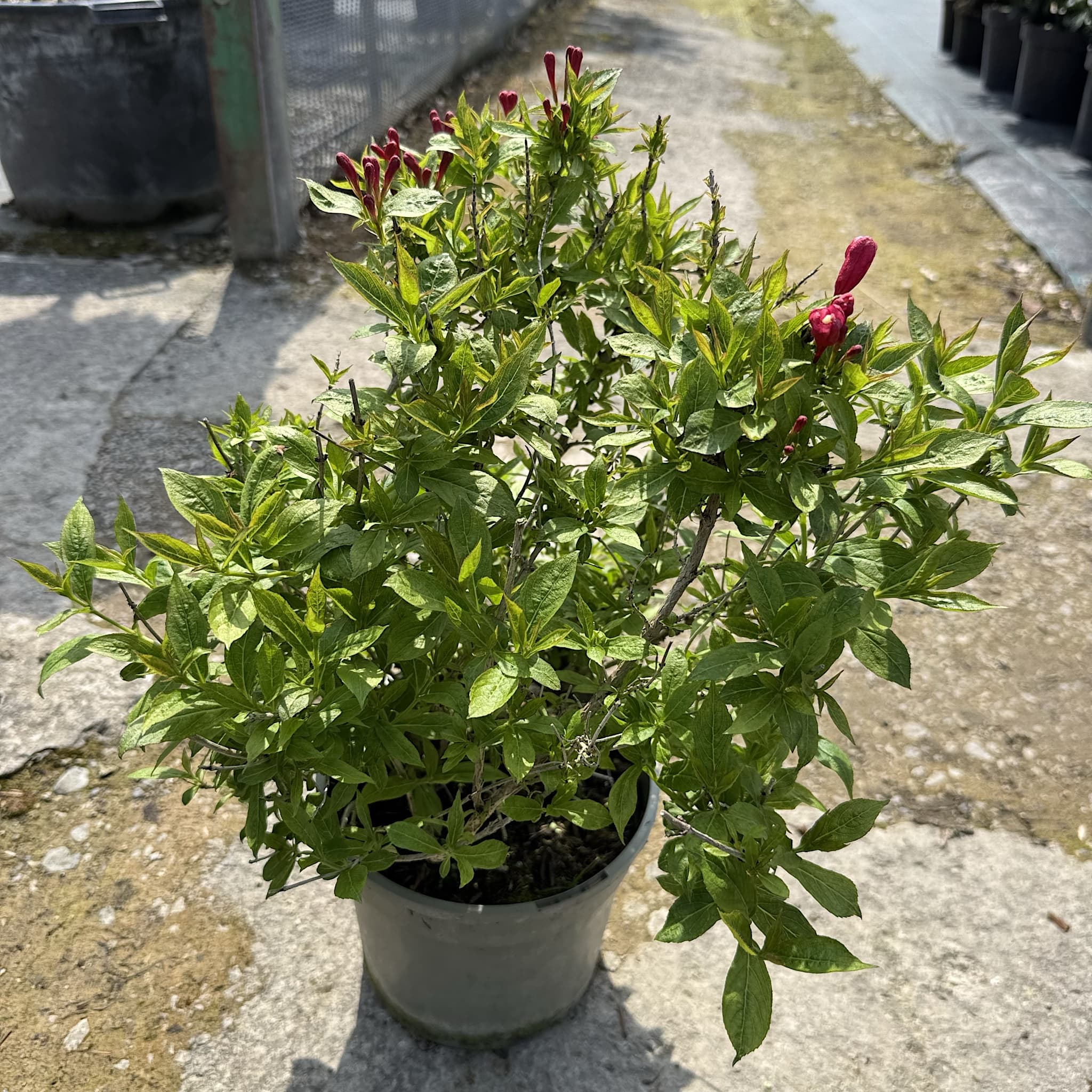 Weigela 'Picobella Rosso'