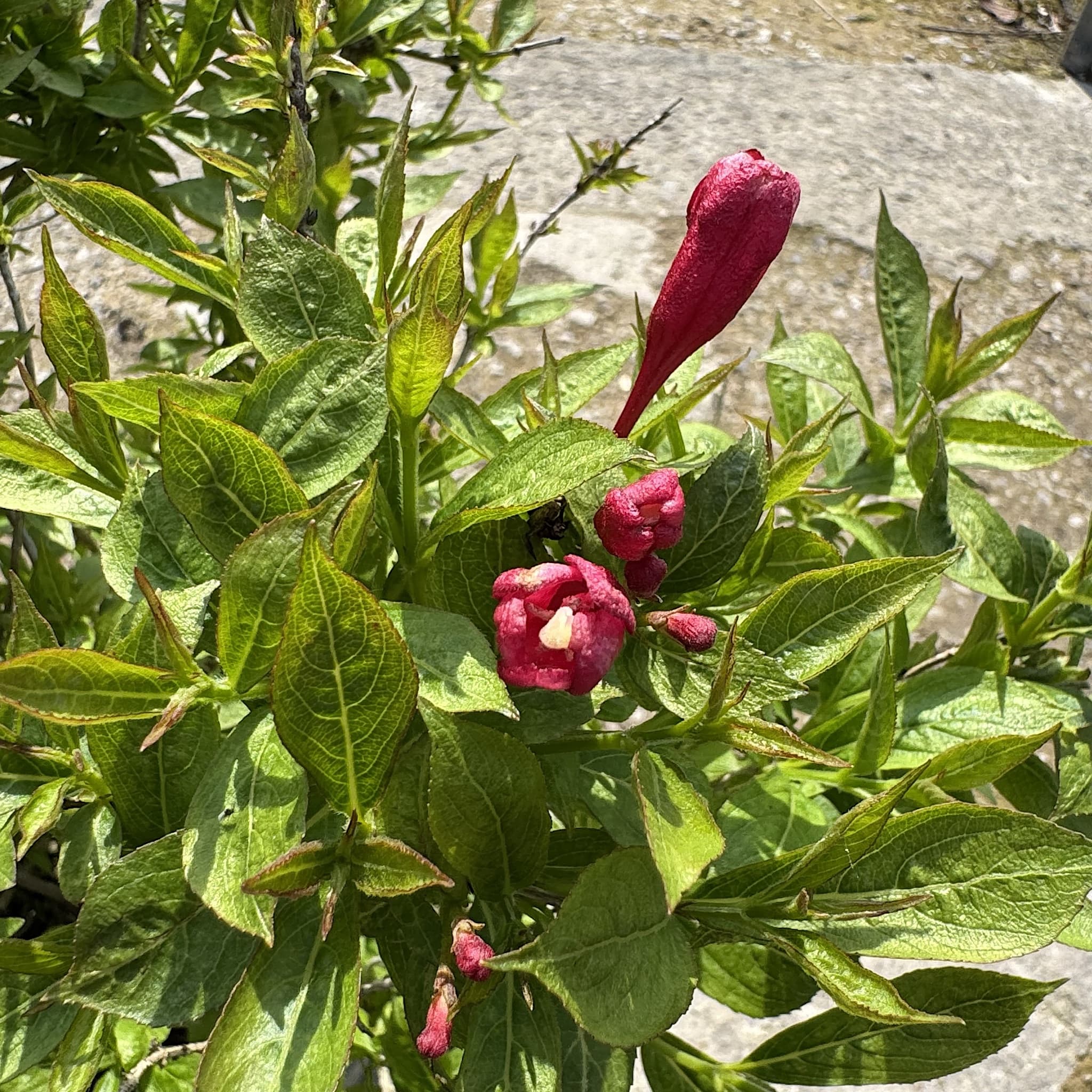 Weigela 'Picobella Rosso'