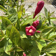 Weigela 'Picobella Rosso'