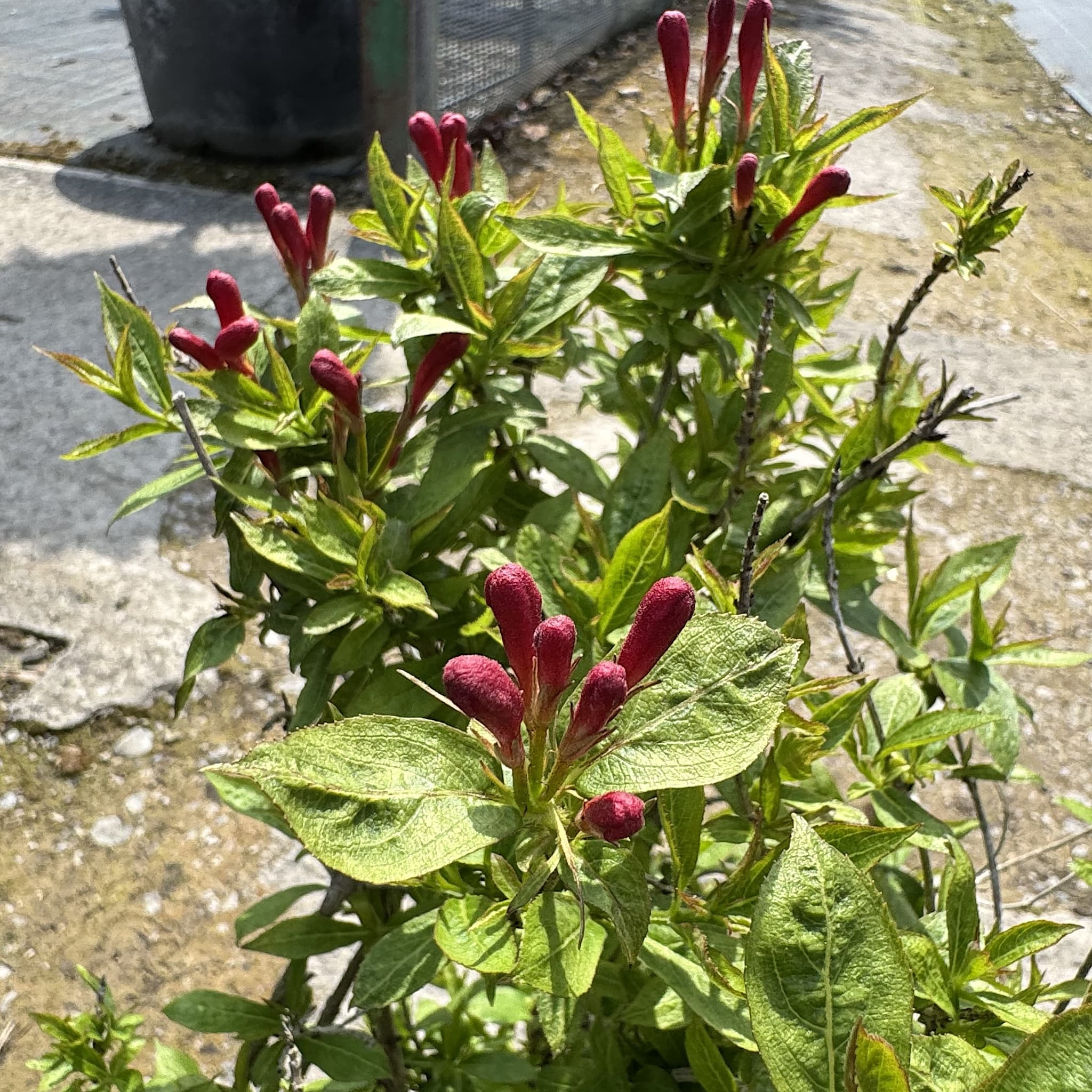 Weigela 'Picobella Rosso'