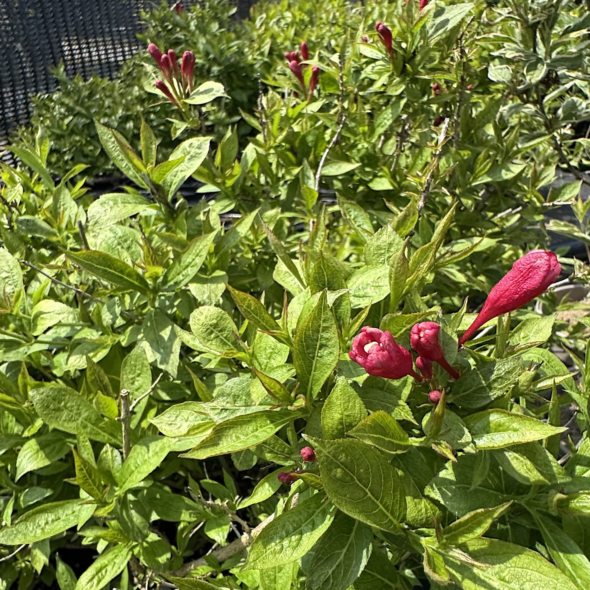 Weigela 'Picobella Rosso'
