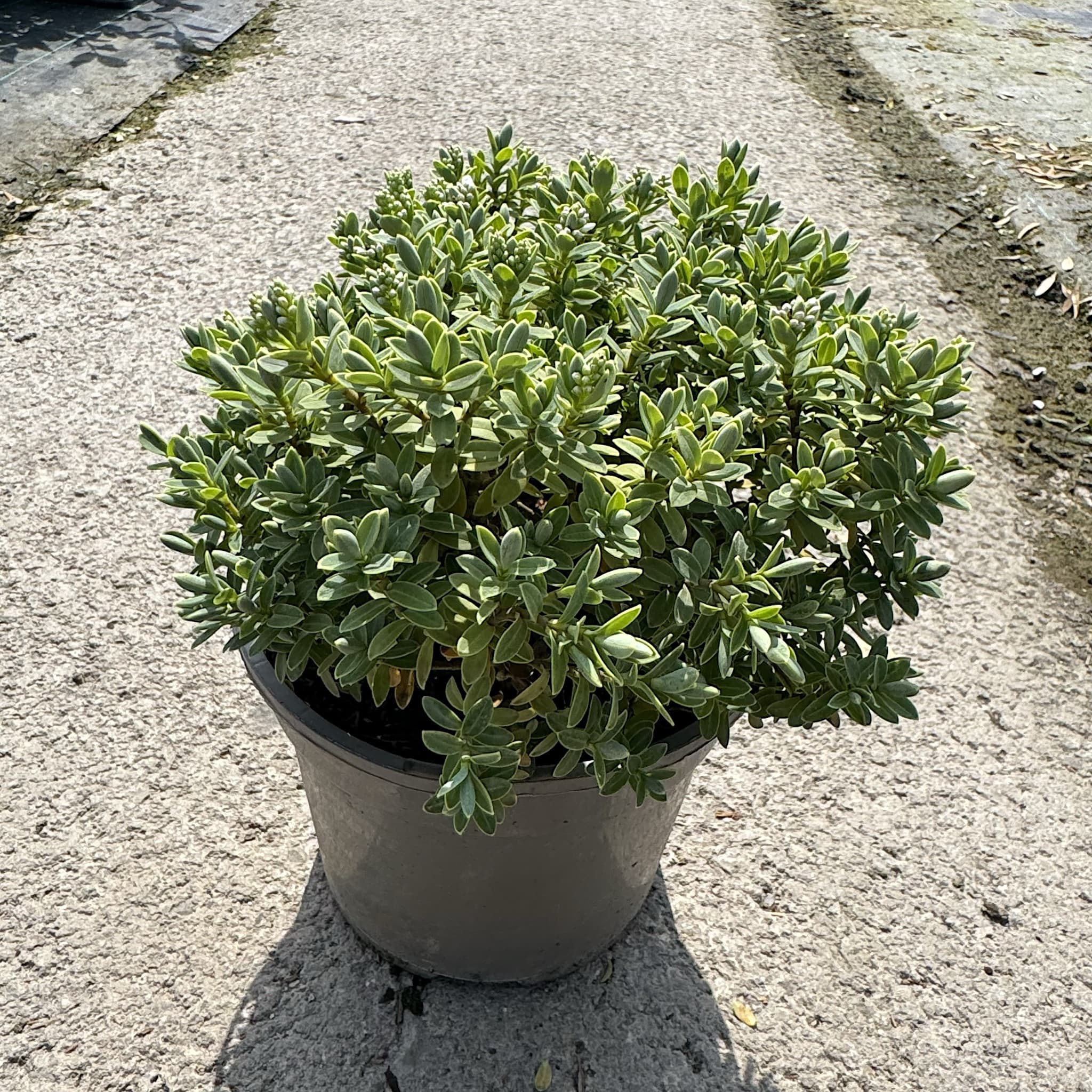 Hebe ping. 'Sutherlandii'