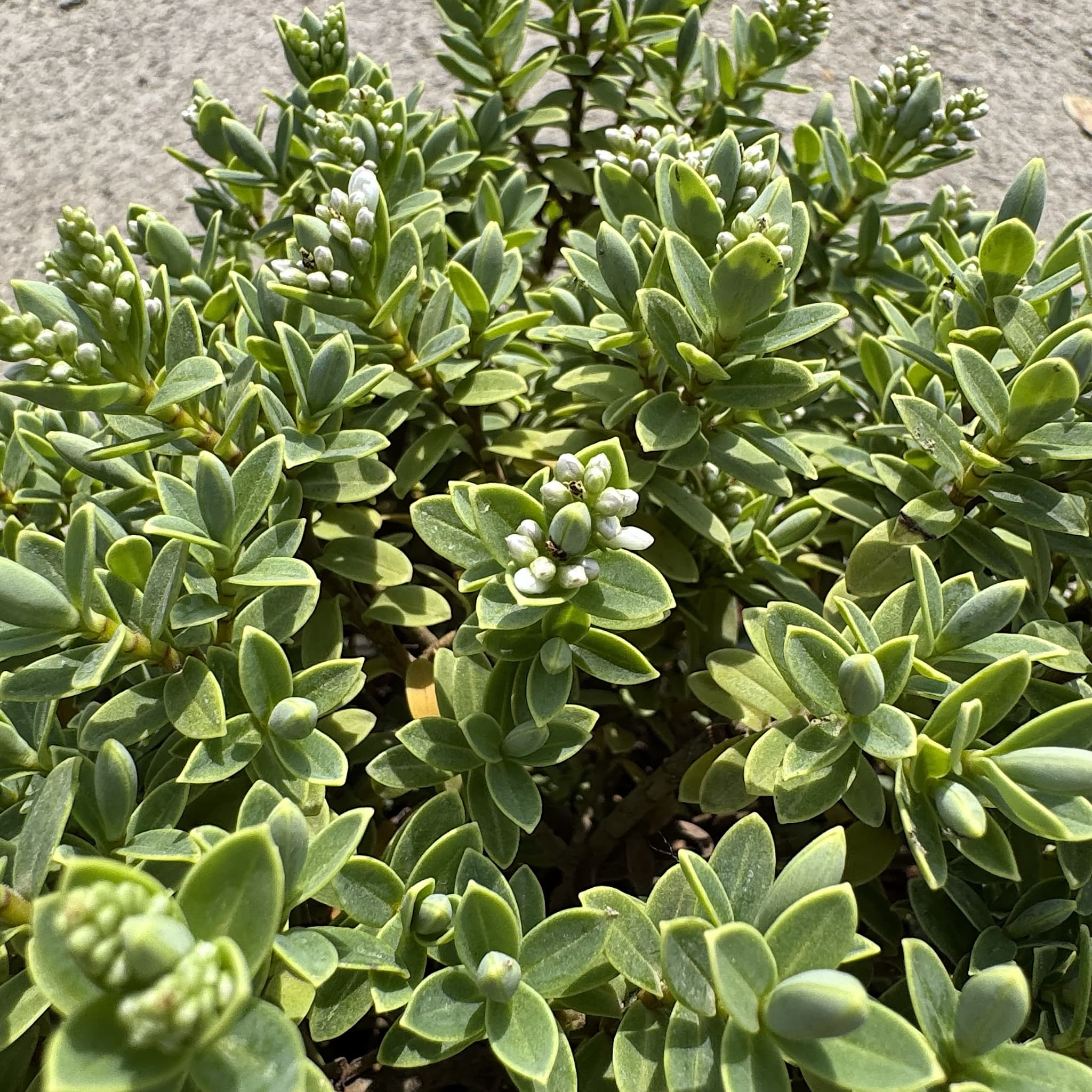 Hebe ping. 'Sutherlandii'