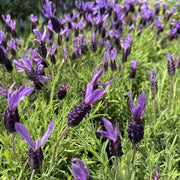 Lavandula sto. 'Victory'