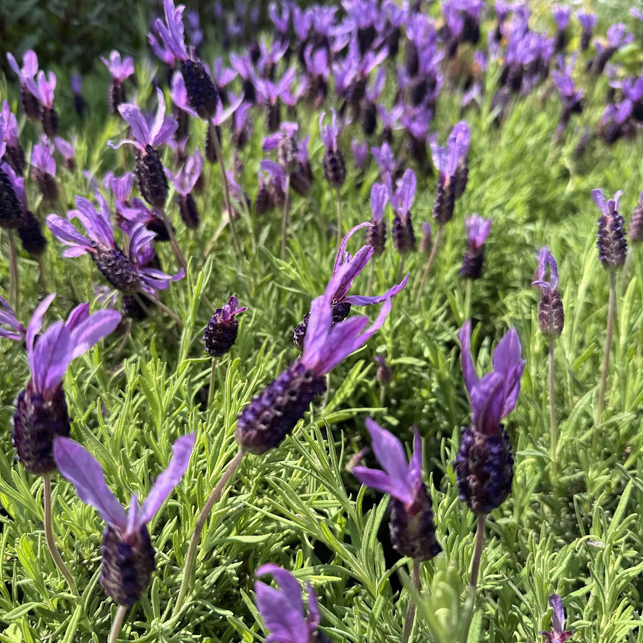 Lavandula sto. 'Victory'
