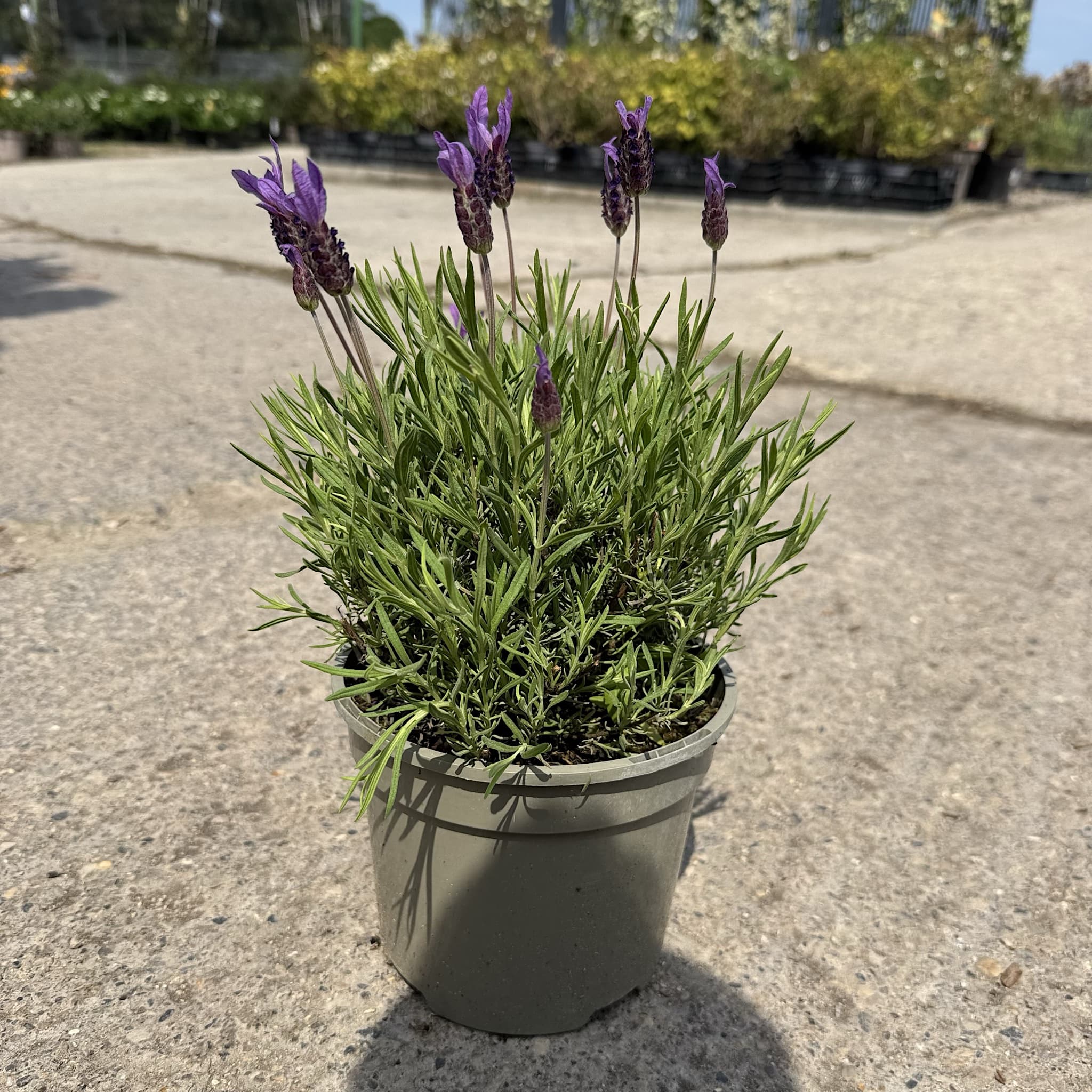Lavandula sto. 'Victory'