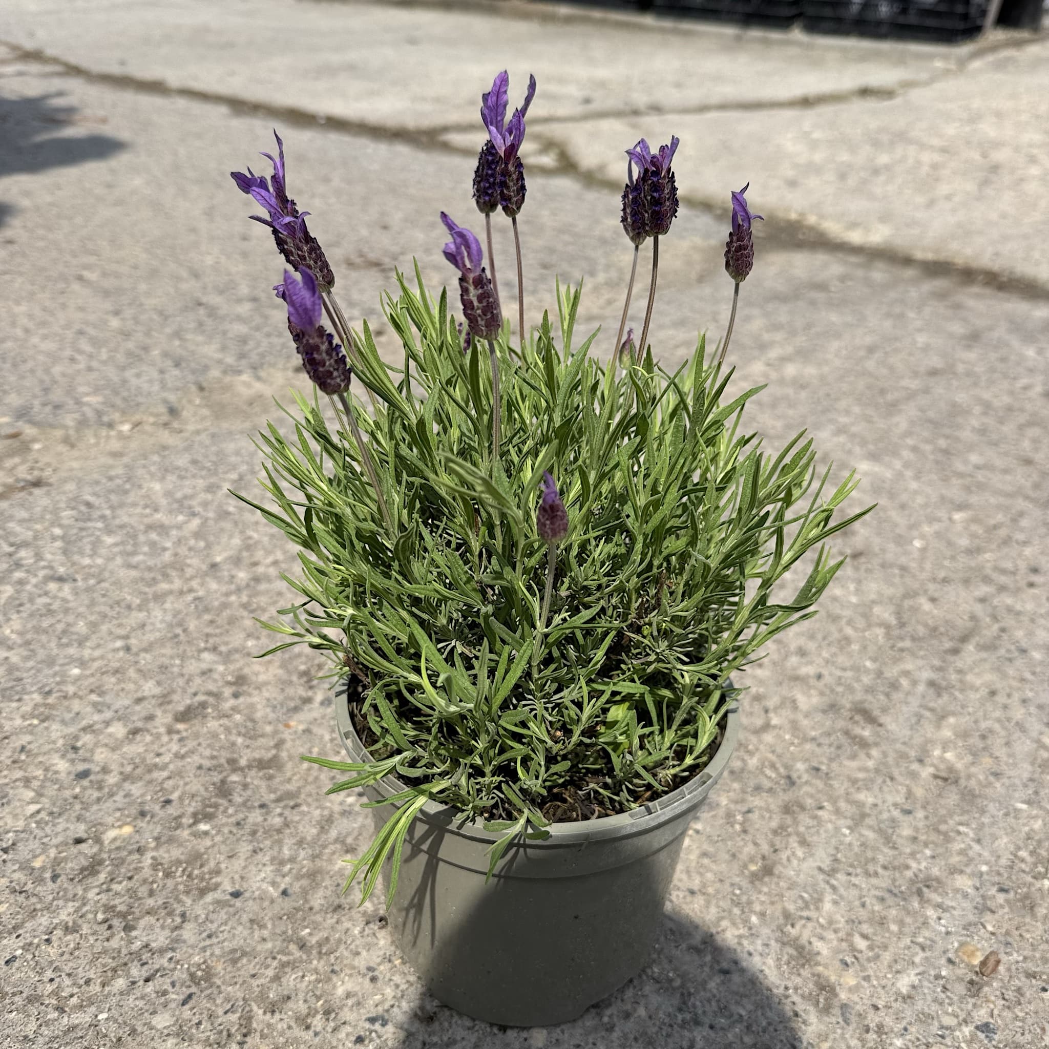 Lavandula sto. 'Victory'