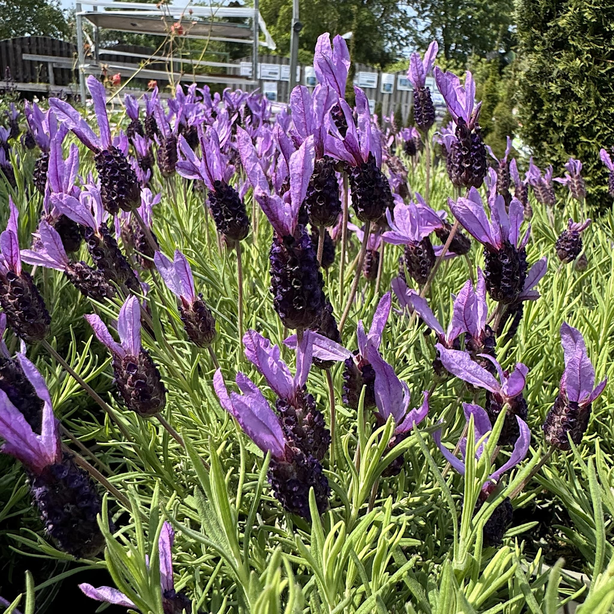 Lavandula sto. 'Victory'