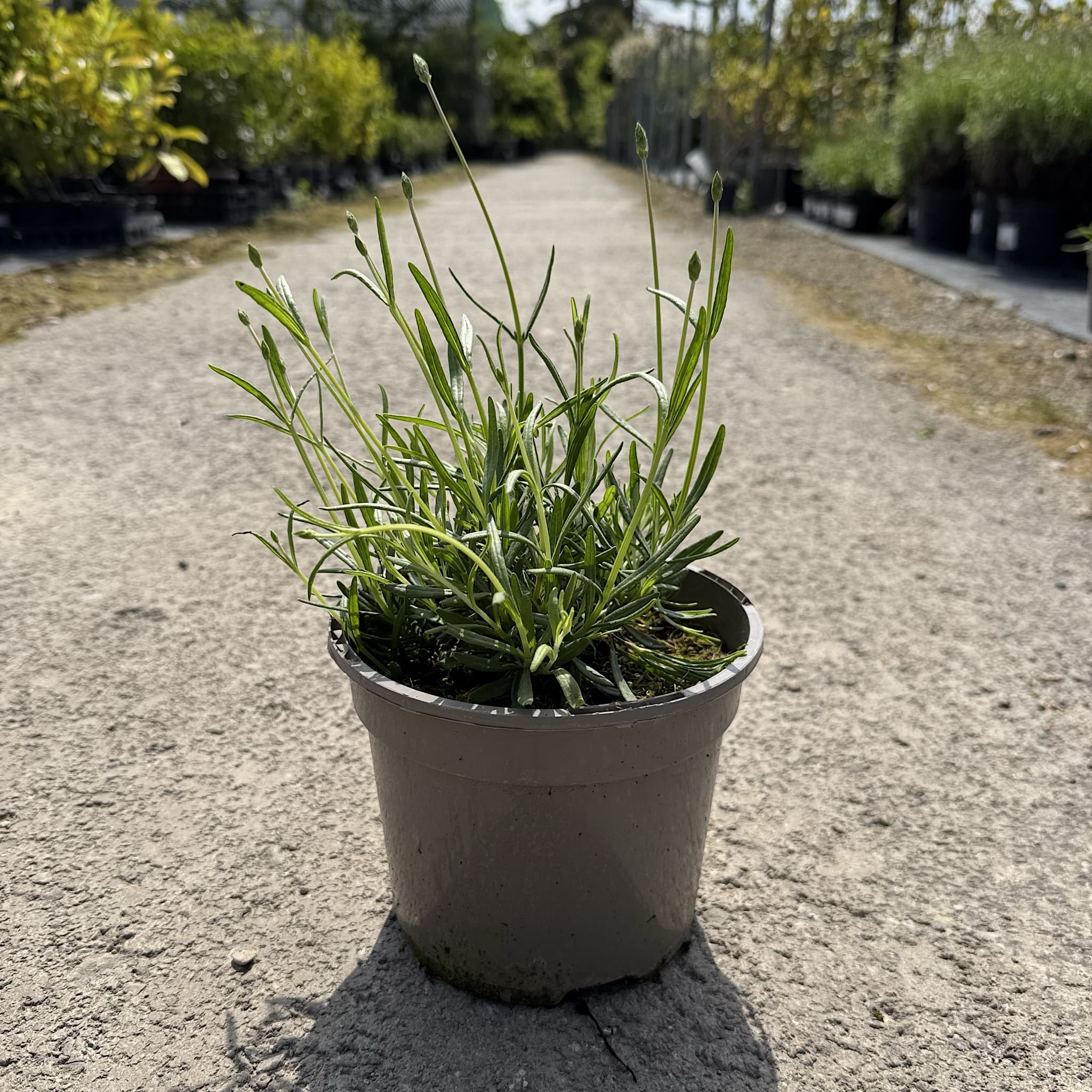 Lavandula 'Hidcote'