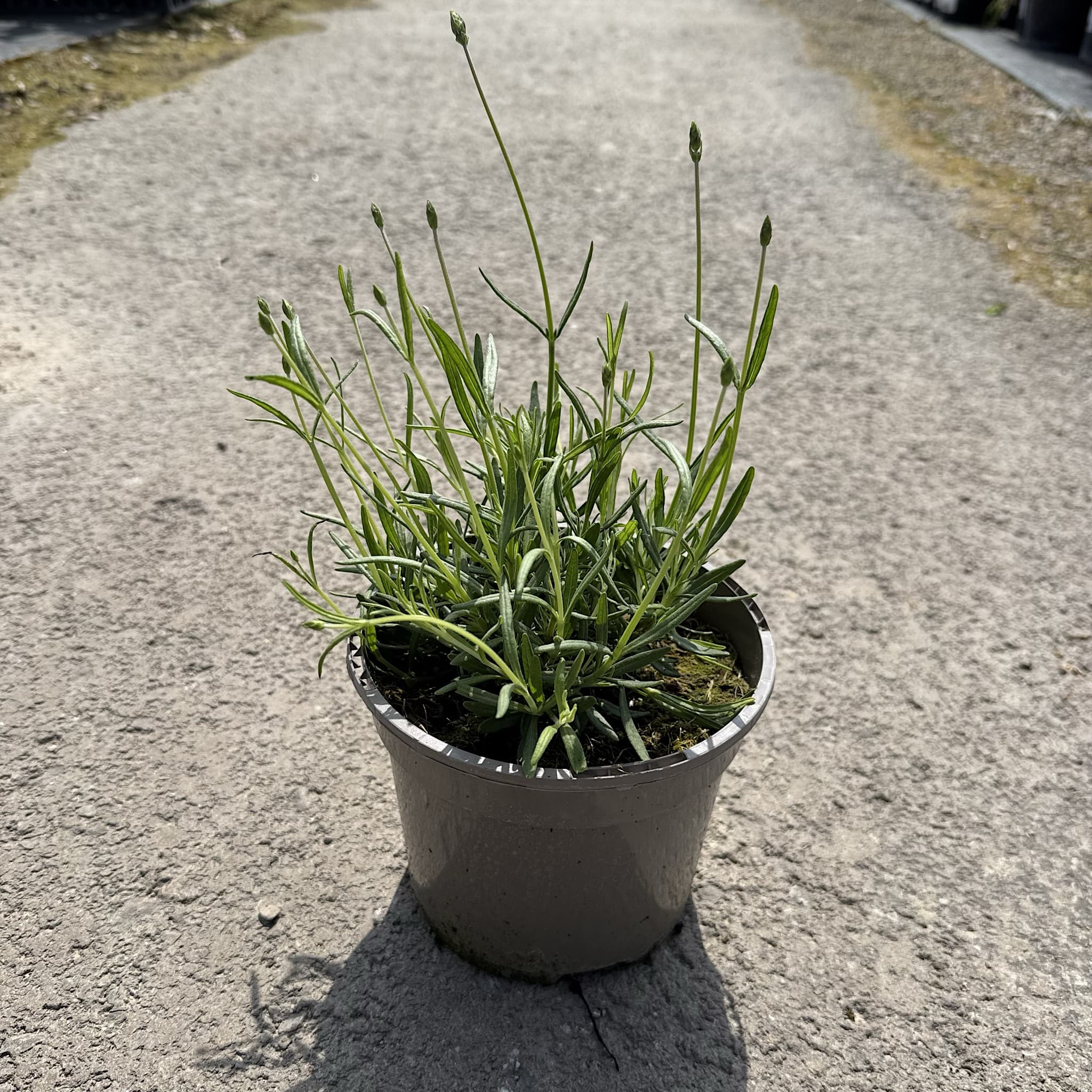 Lavandula 'Hidcote'