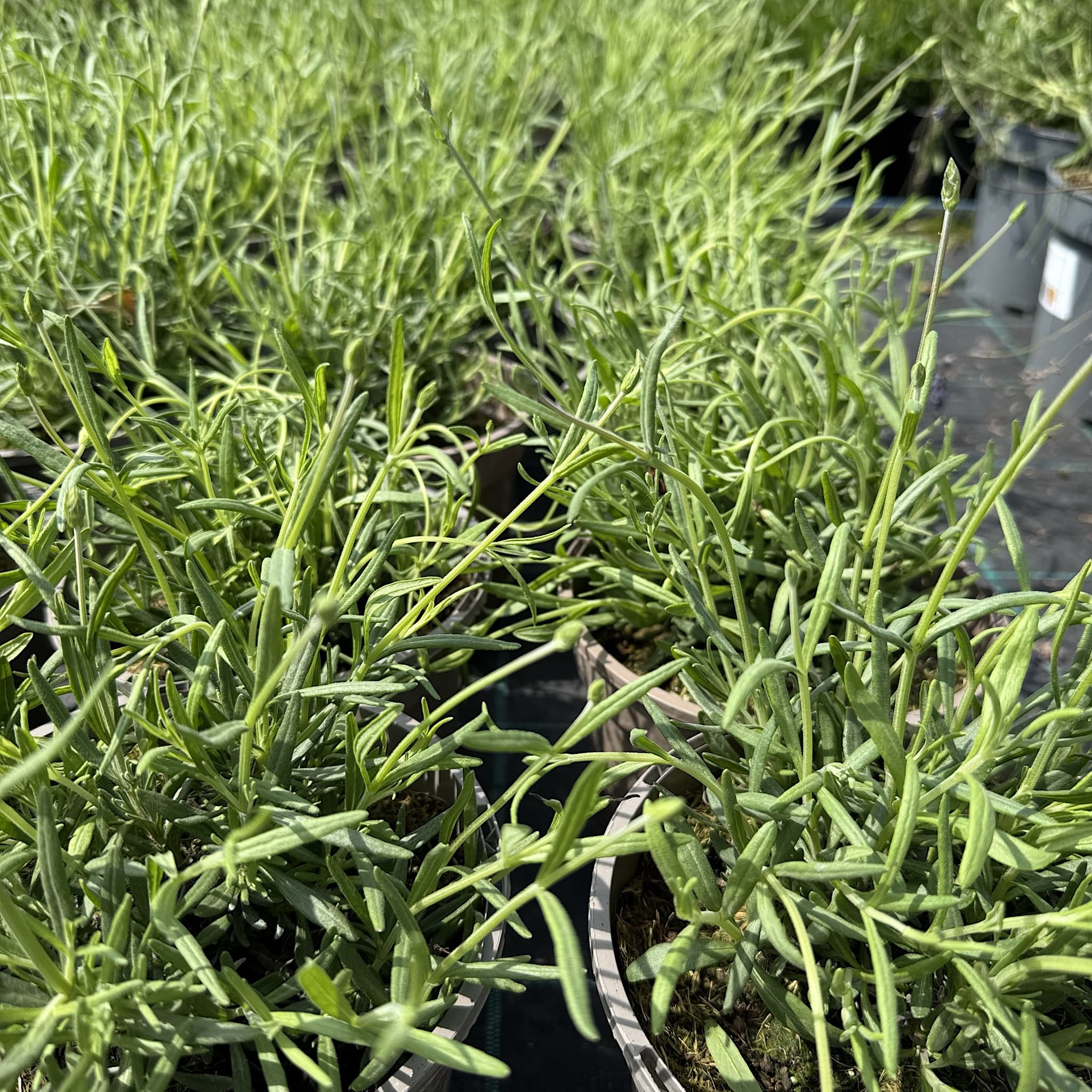 Lavandula 'Hidcote'