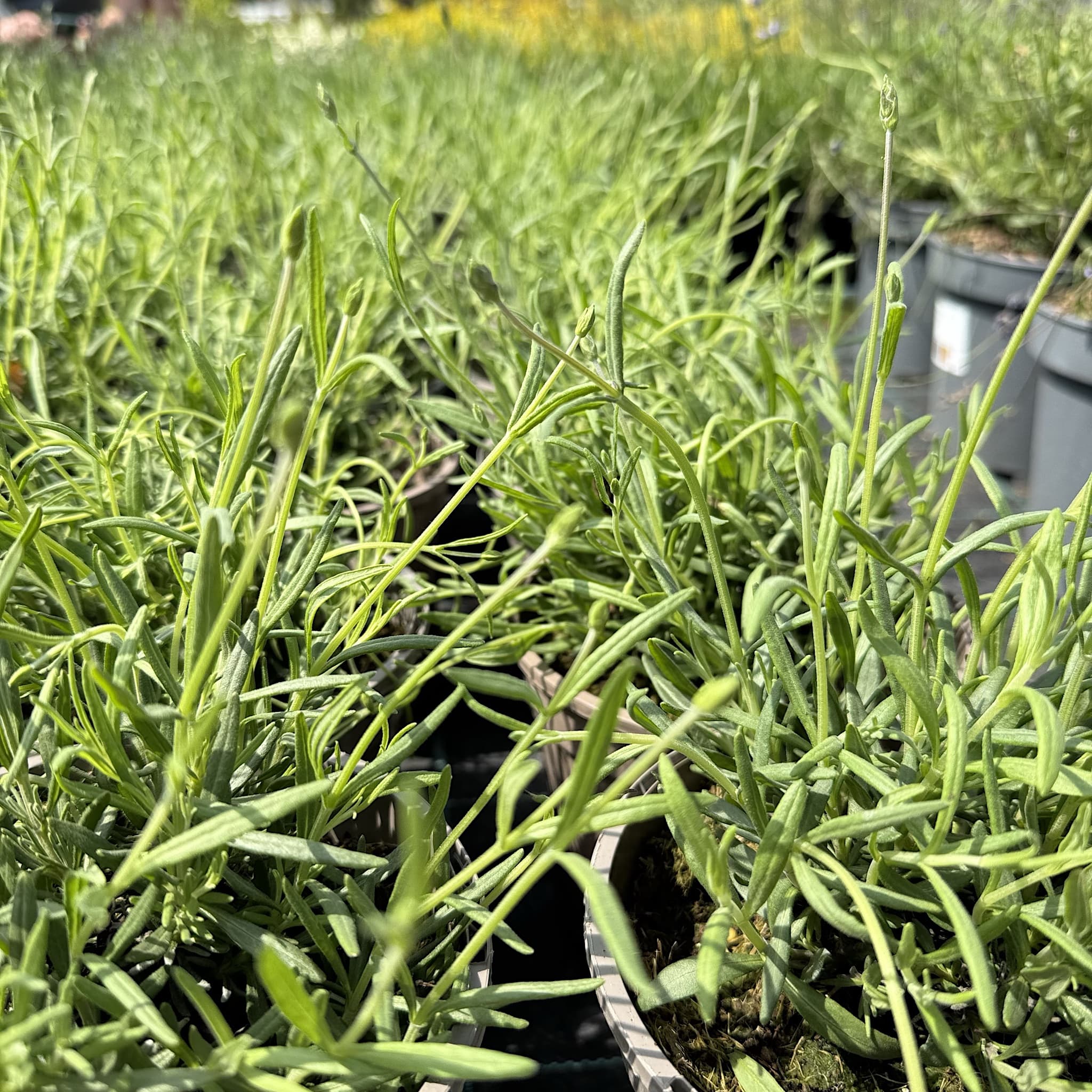 Lavandula 'Hidcote'