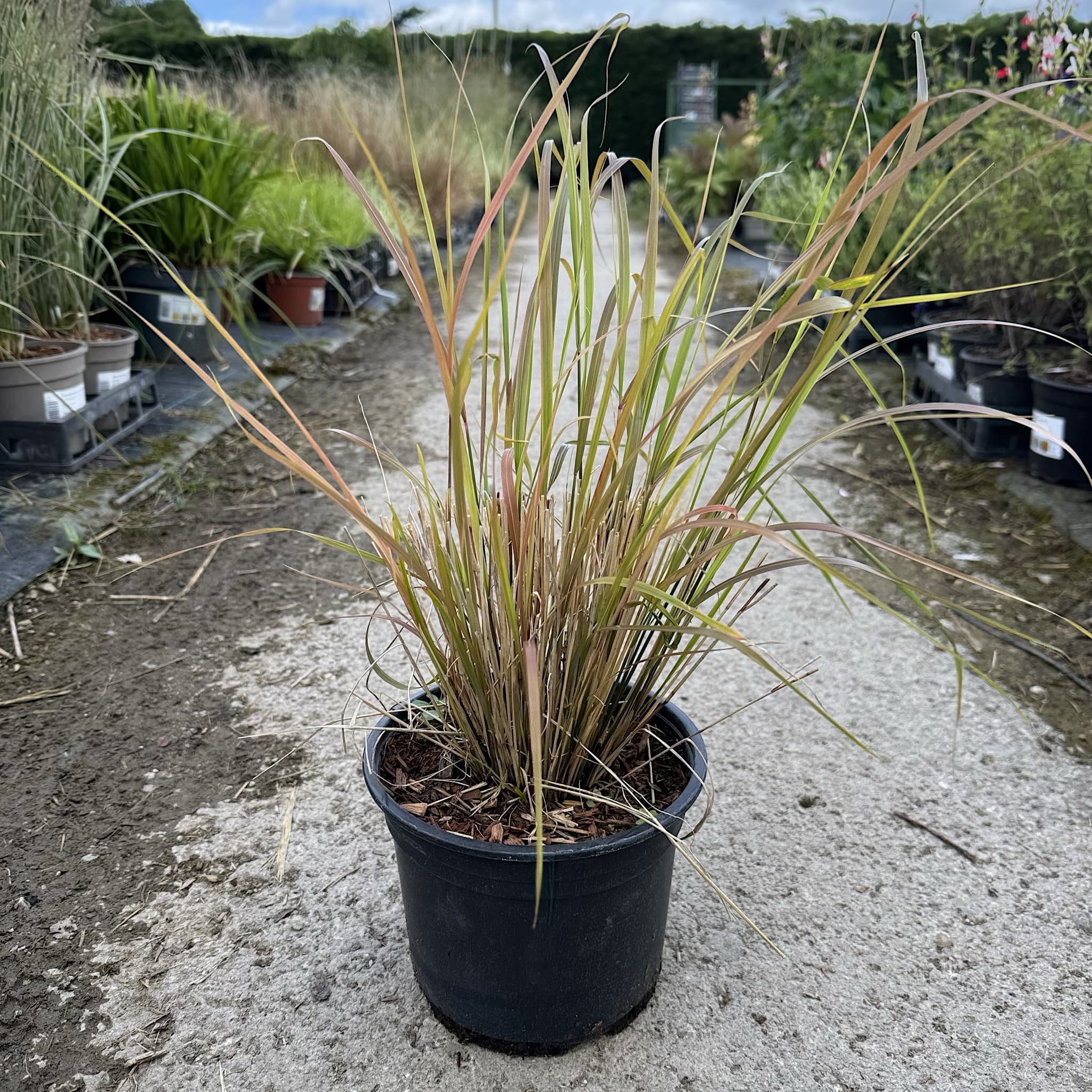 Anemanthele lessoniana