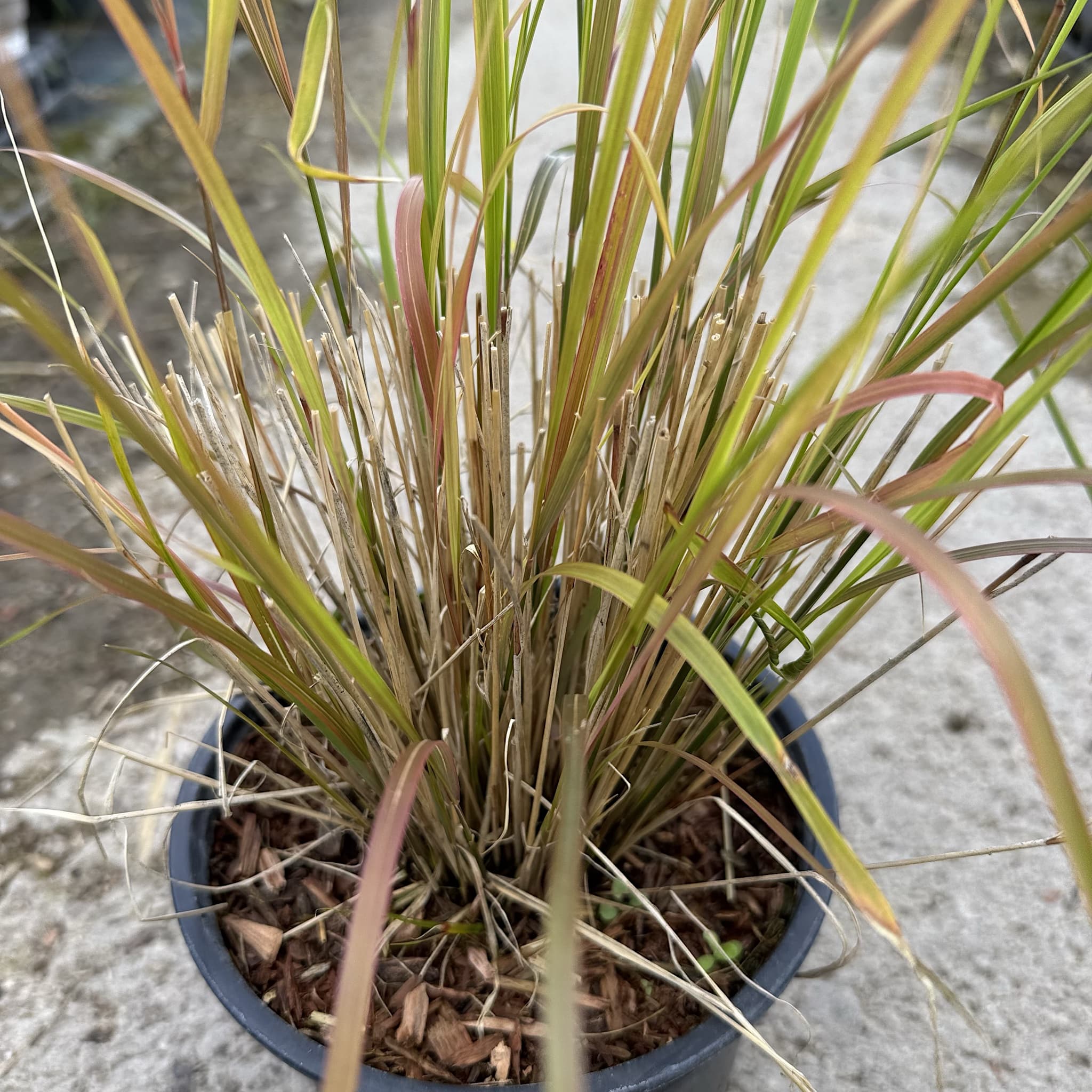 Anemanthele lessoniana