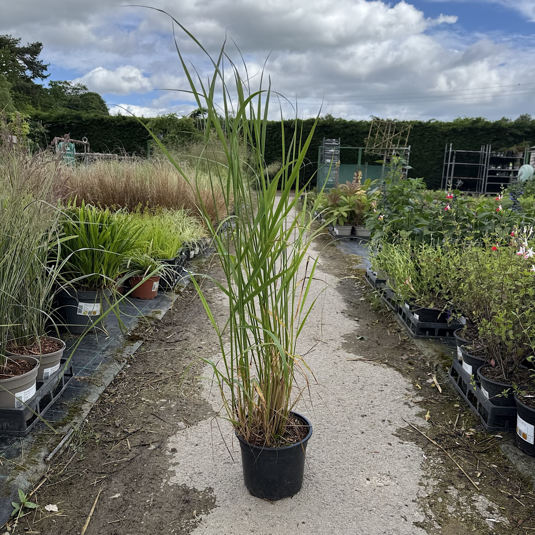 Calamagrostis acut. 'Karl Foerster'