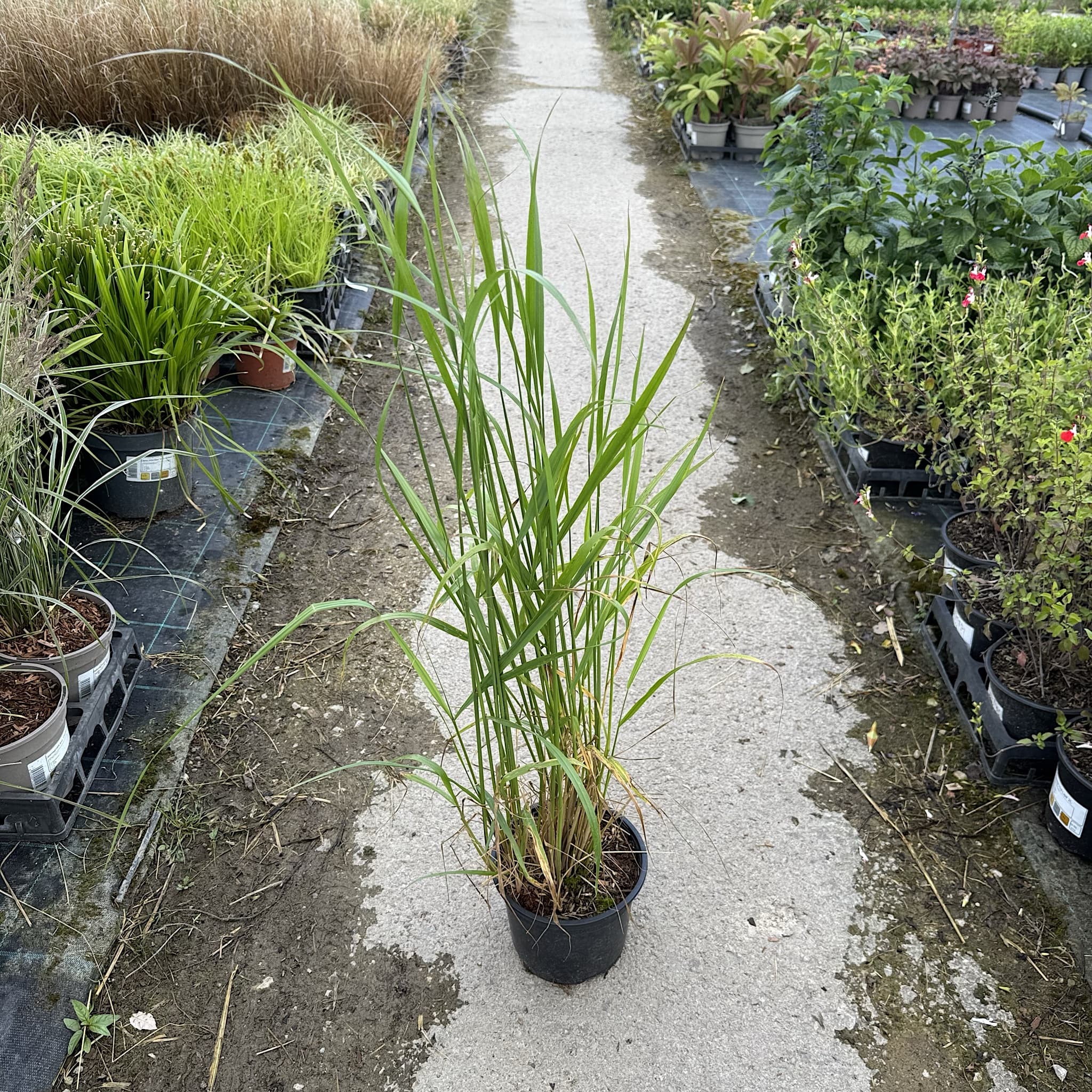 Calamagrostis acut. 'Karl Foerster'