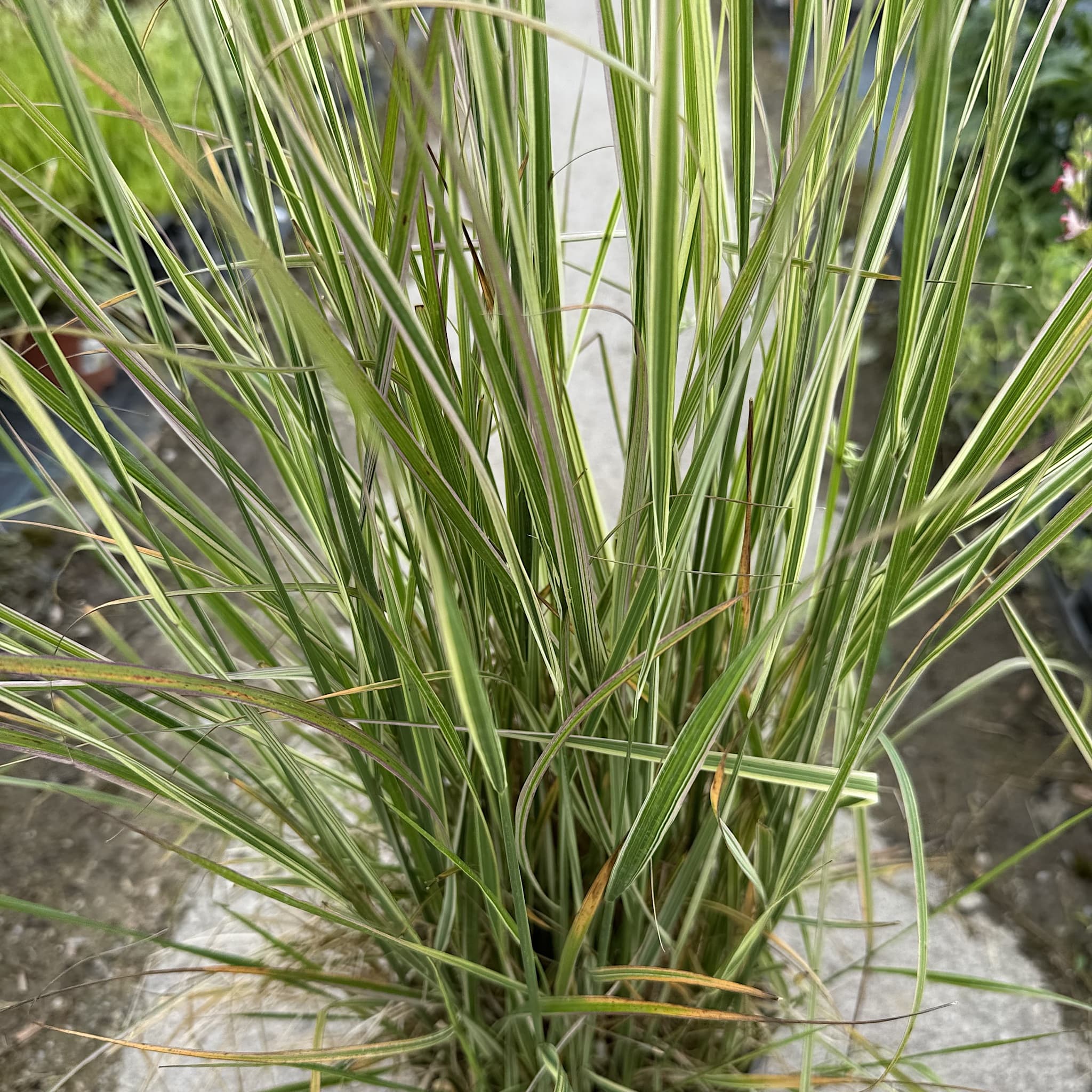 Calamagrostis acutiflora 'Overdam'