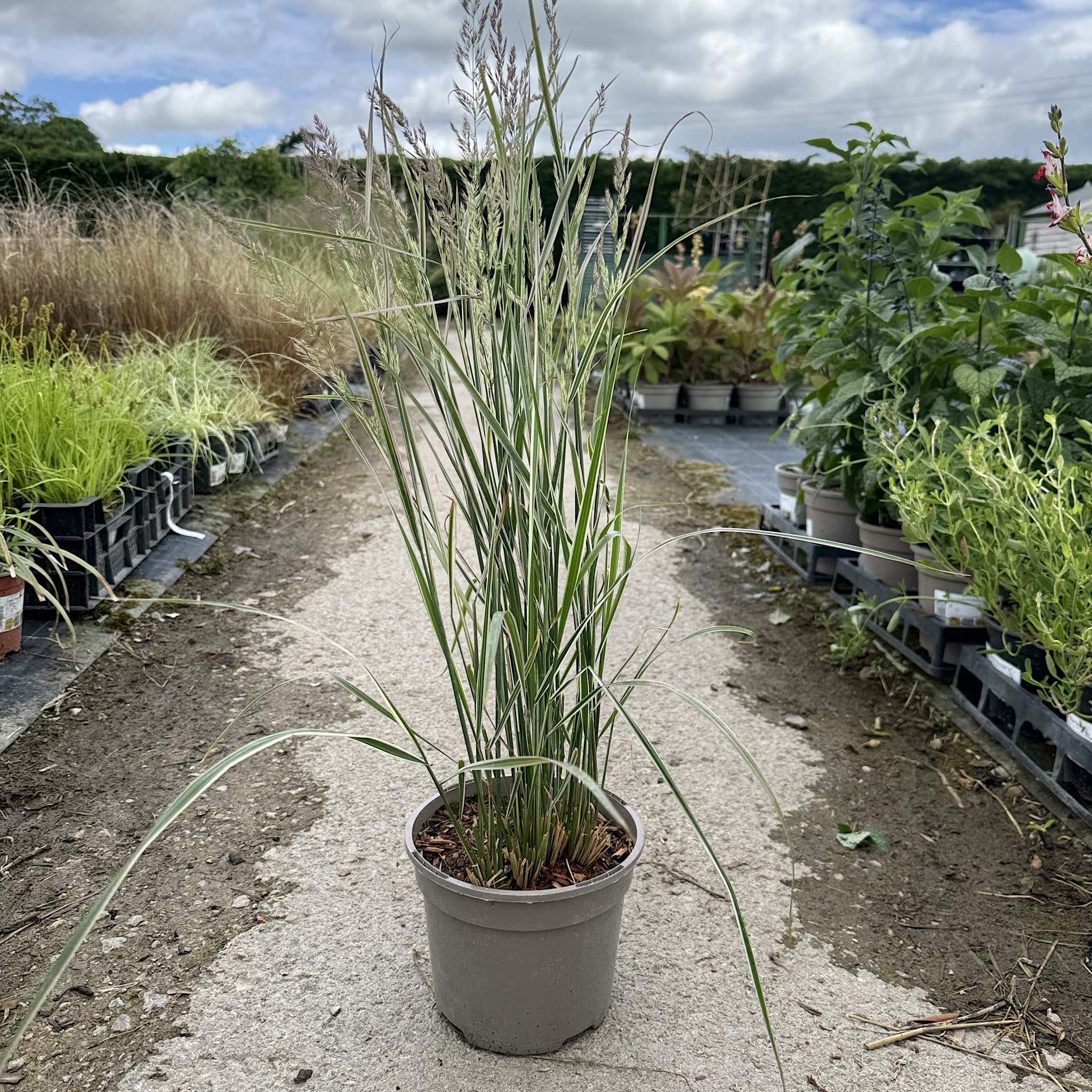 Calamagrostis acutiflora 'Overdam'