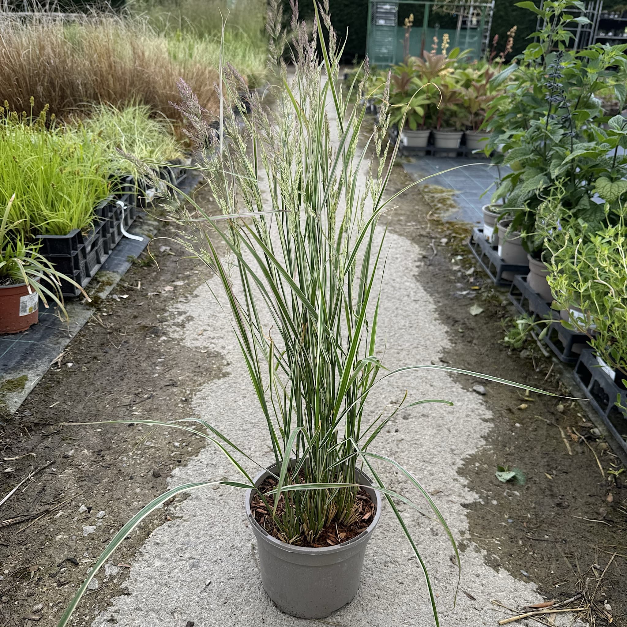 Calamagrostis acutiflora 'Overdam'