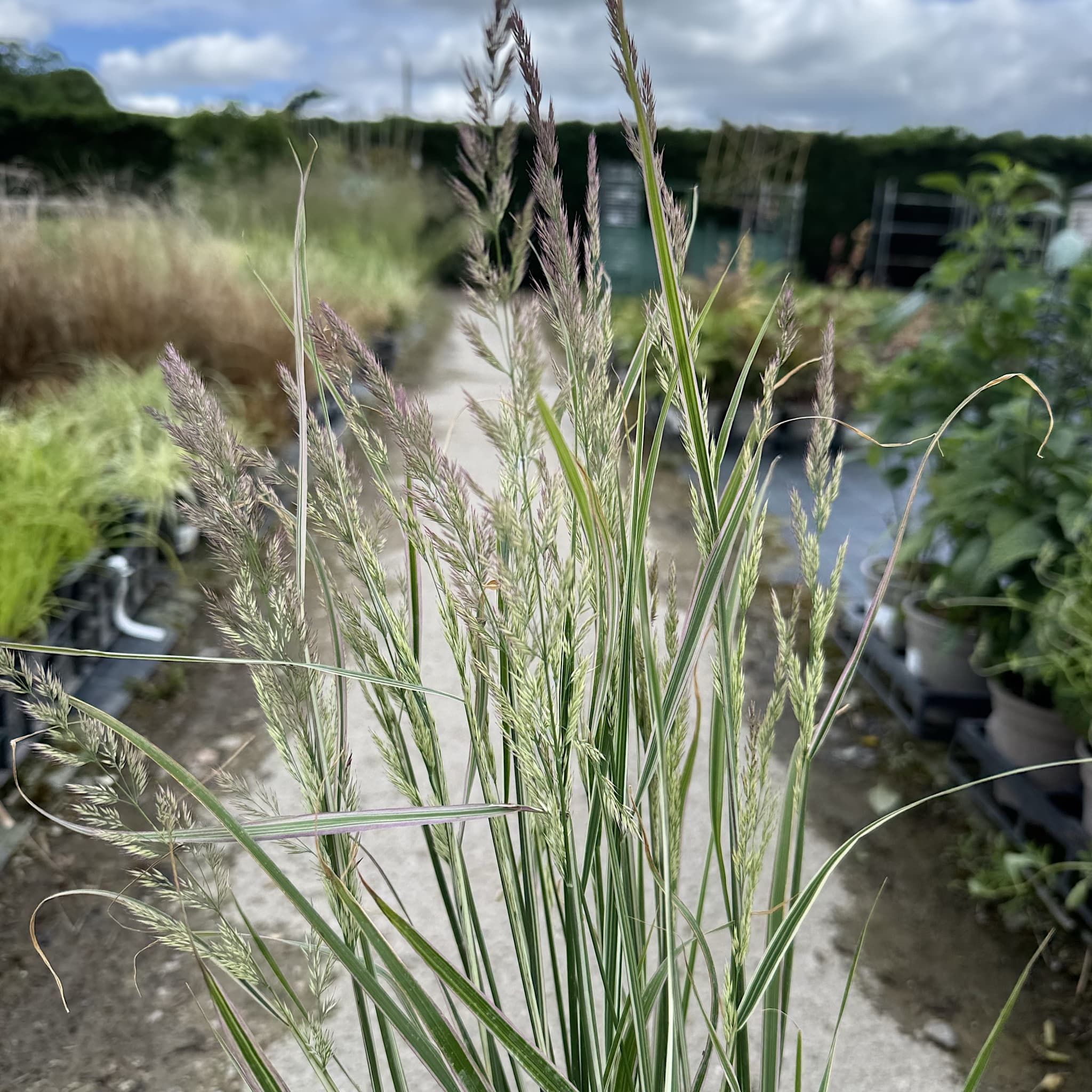 Calamagrostis acutiflora 'Overdam'