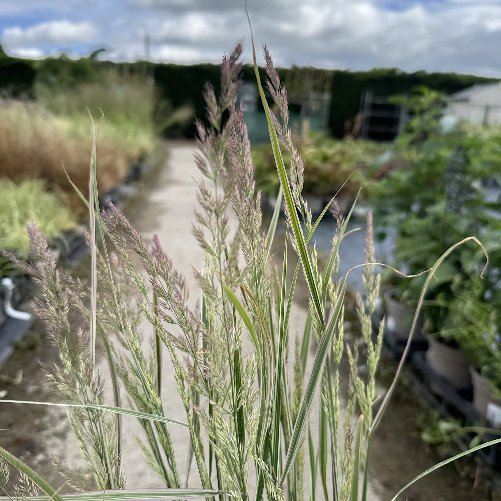 Calamagrostis acutiflora 'Overdam'