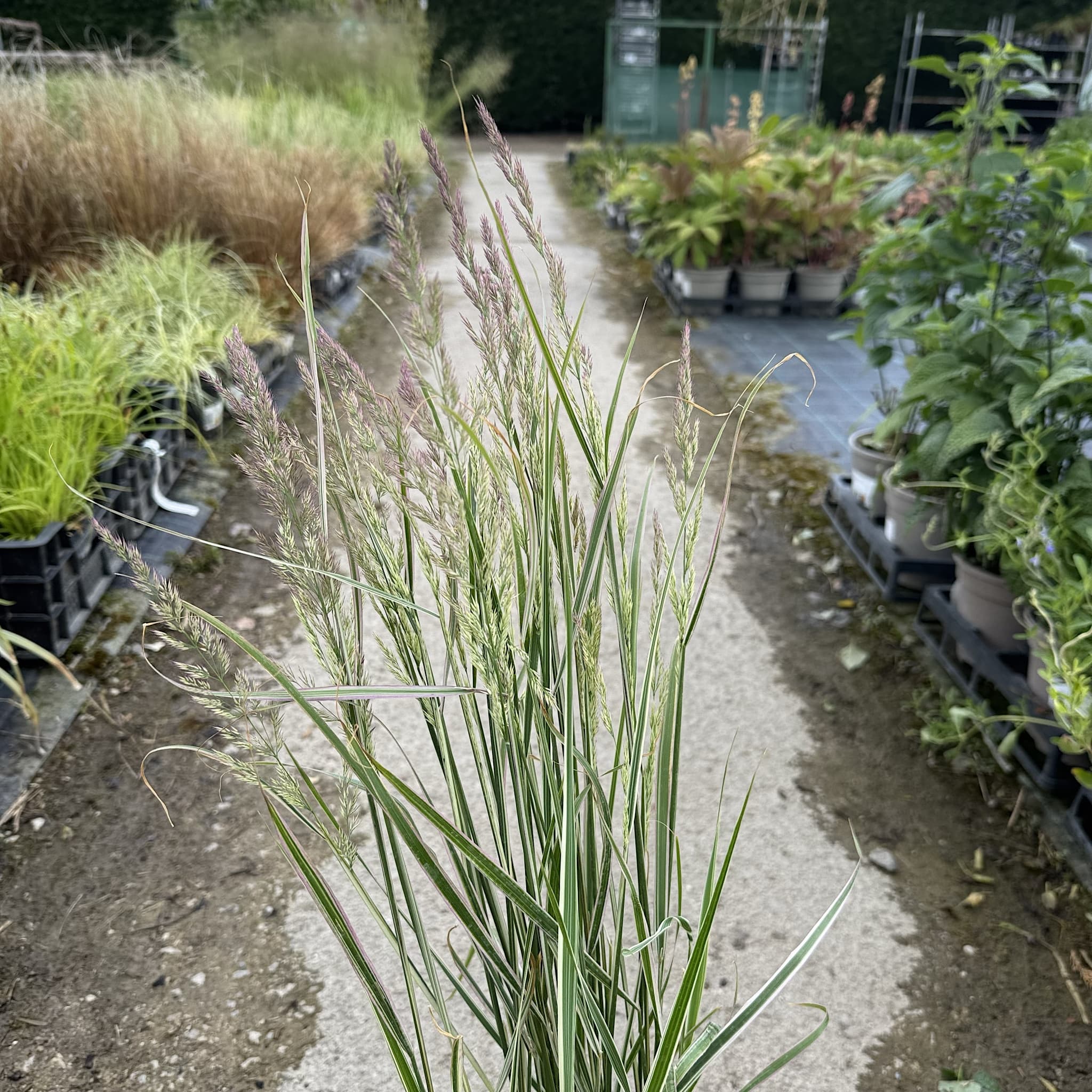 Calamagrostis acutiflora 'Overdam'