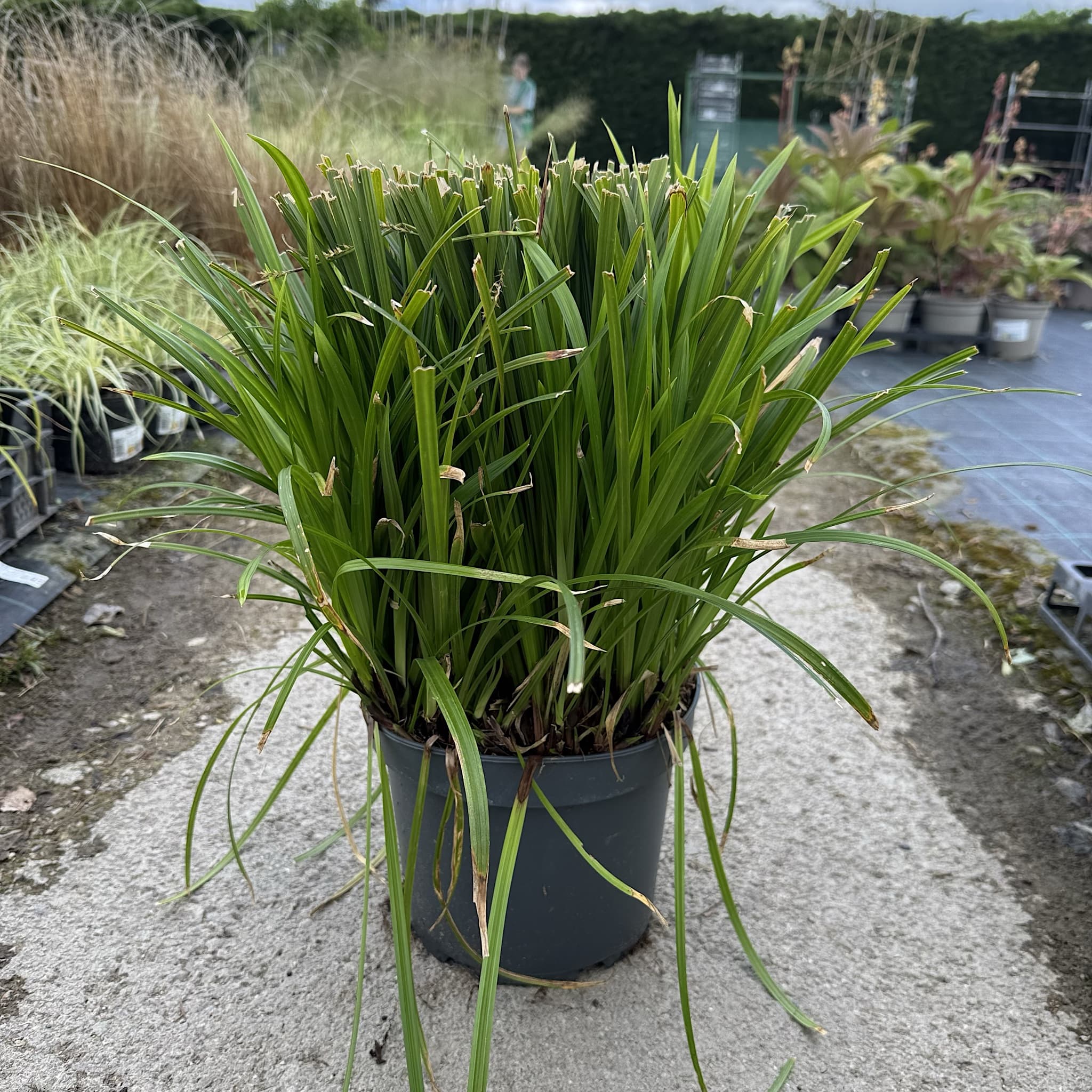 Carex morrowii 'Irish Green'