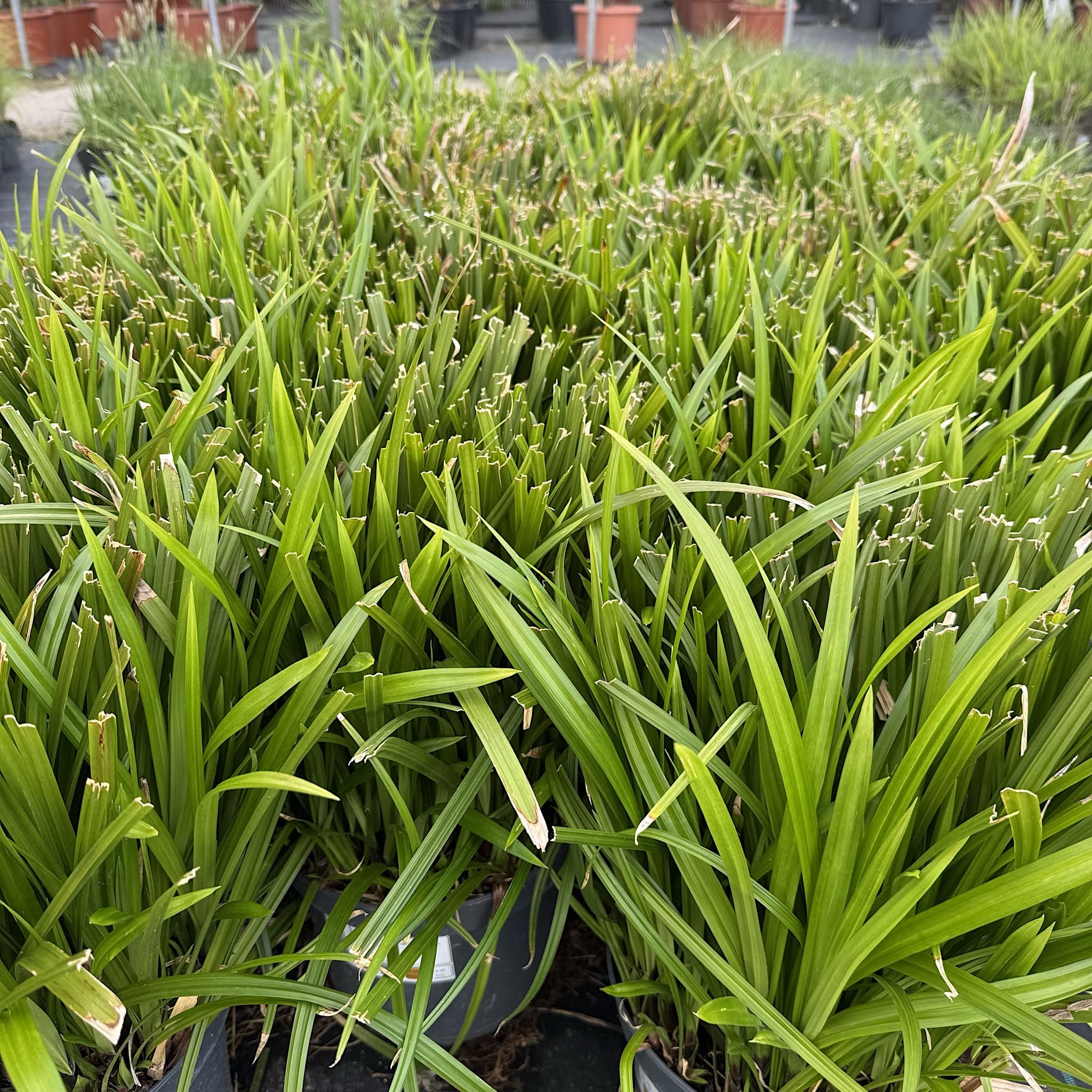 Carex morrowii 'Irish Green'
