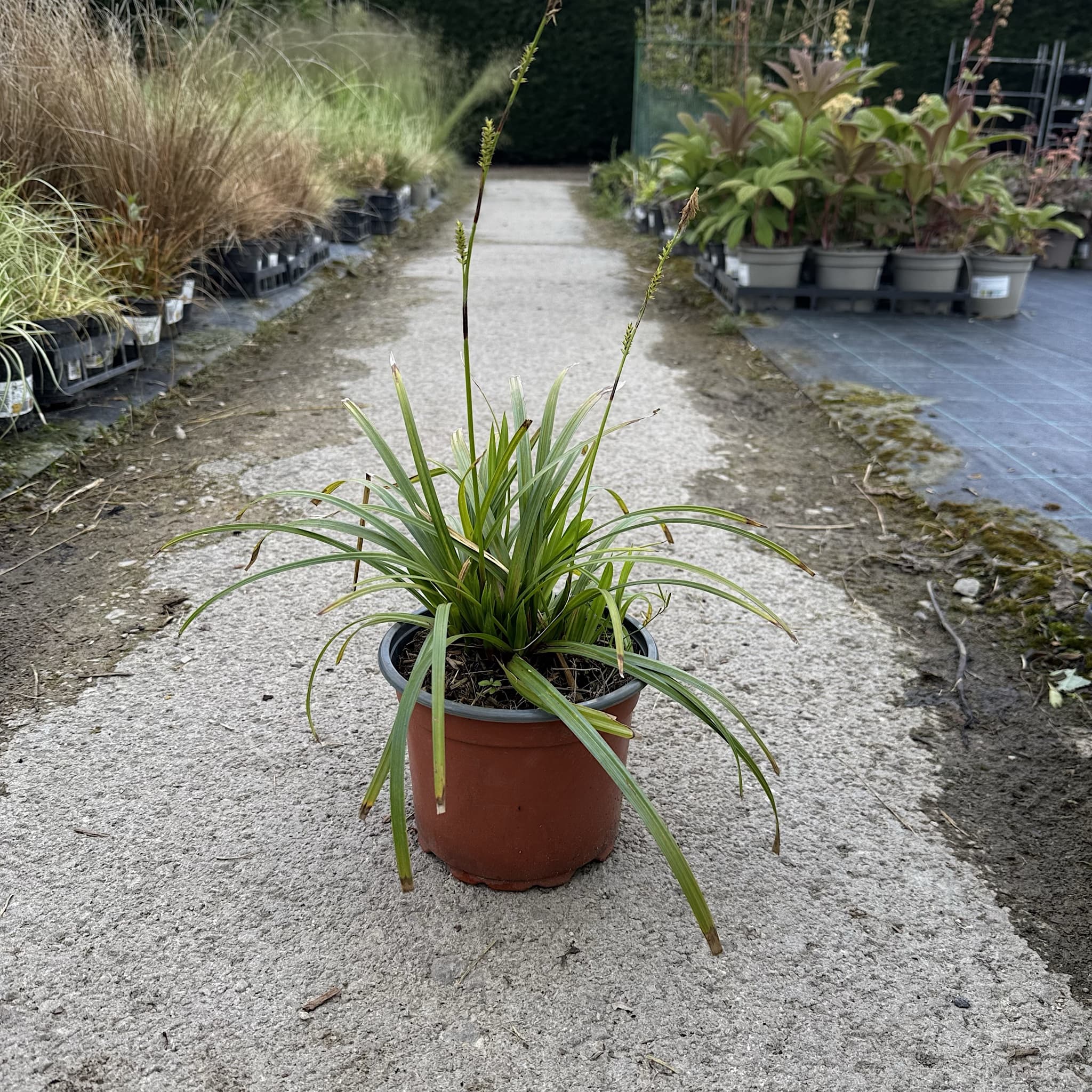 Carex morrowii 'Irish Green'