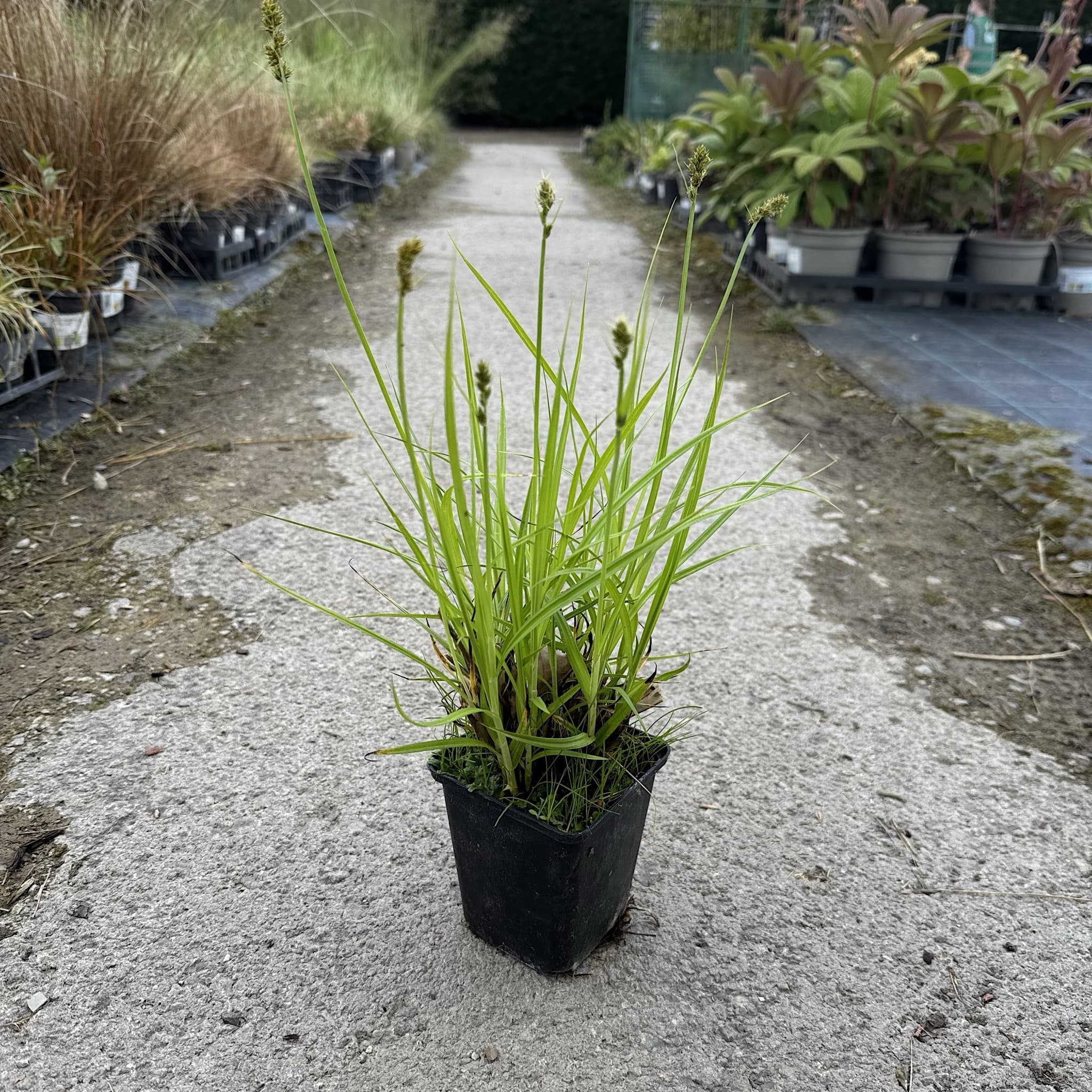 Carex divulsa