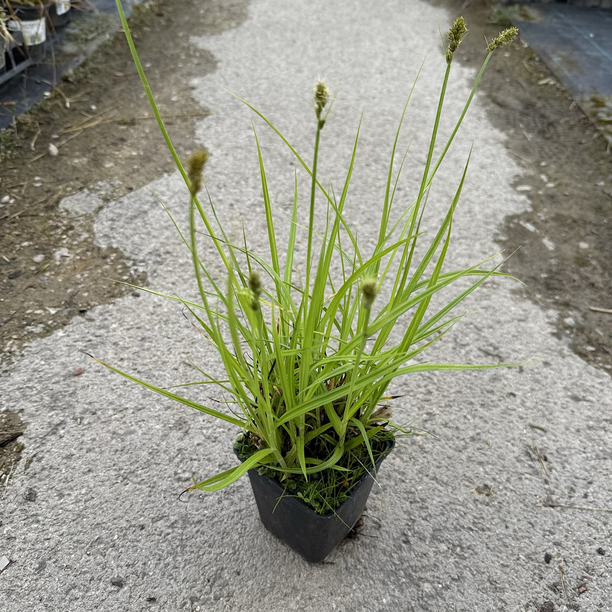 Carex divulsa