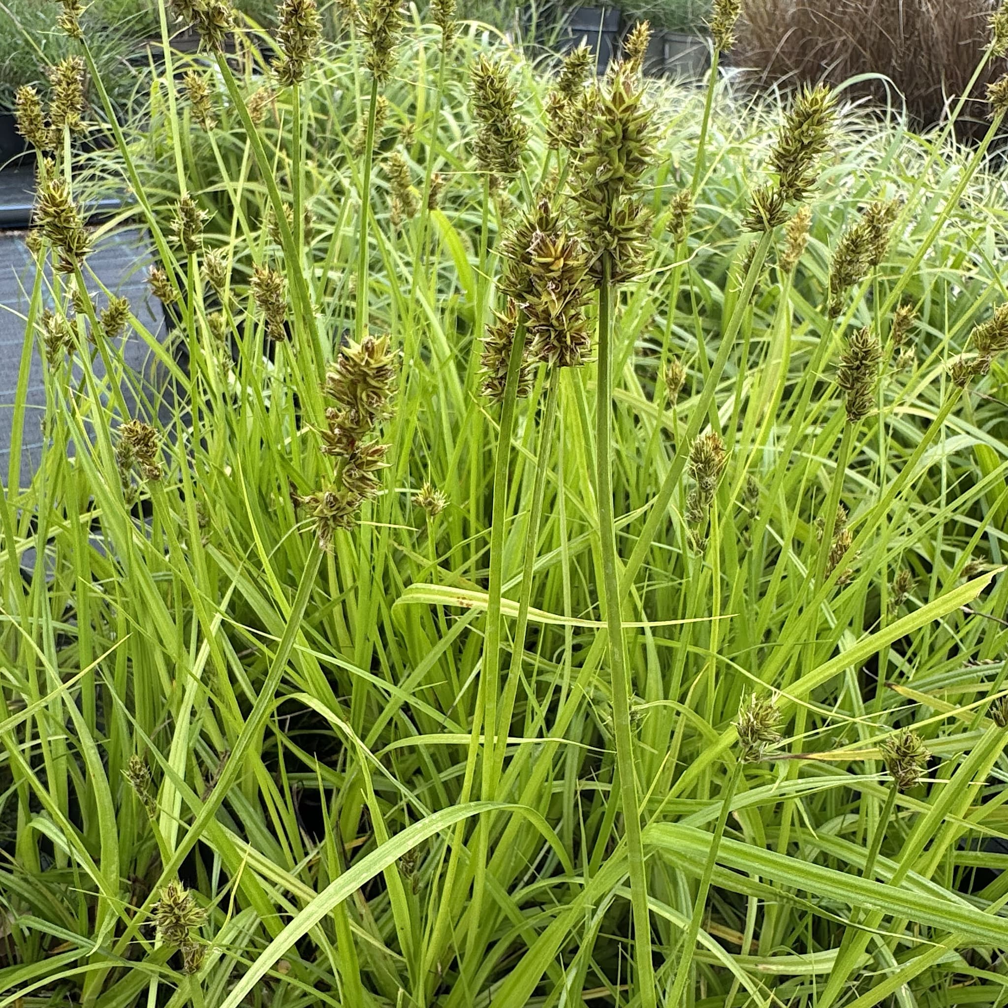 Carex divulsa
