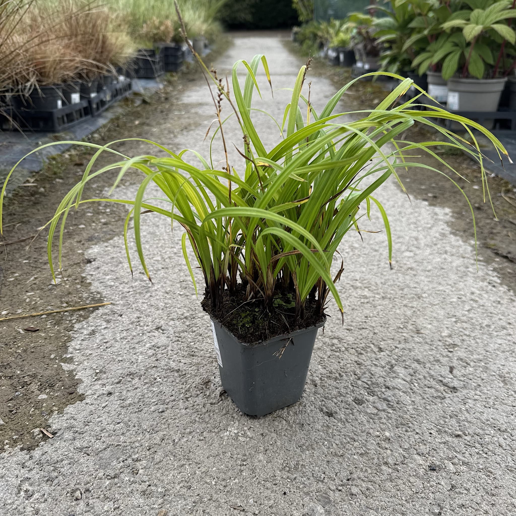 Carex pilosa 'Copenhagen Select’