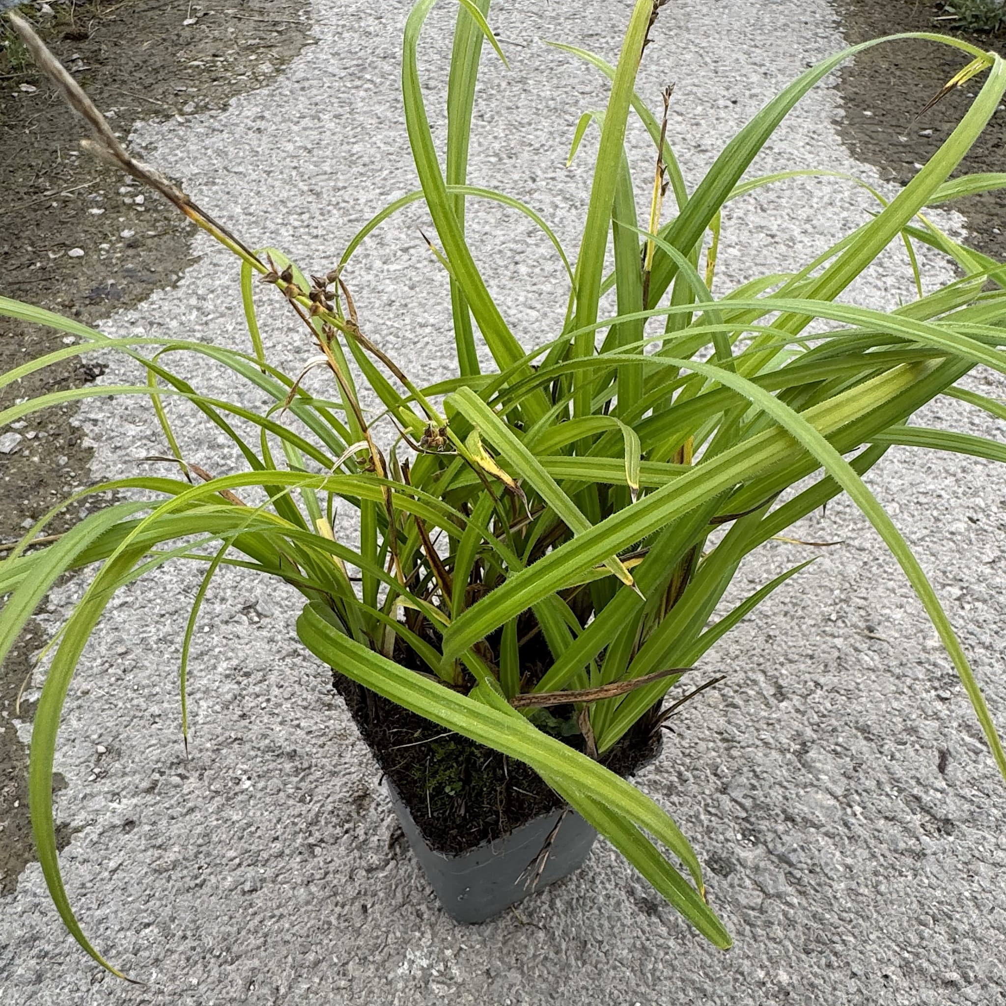 Carex pilosa 'Copenhagen Select’