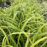 Carex pilosa 'Copenhagen Select’