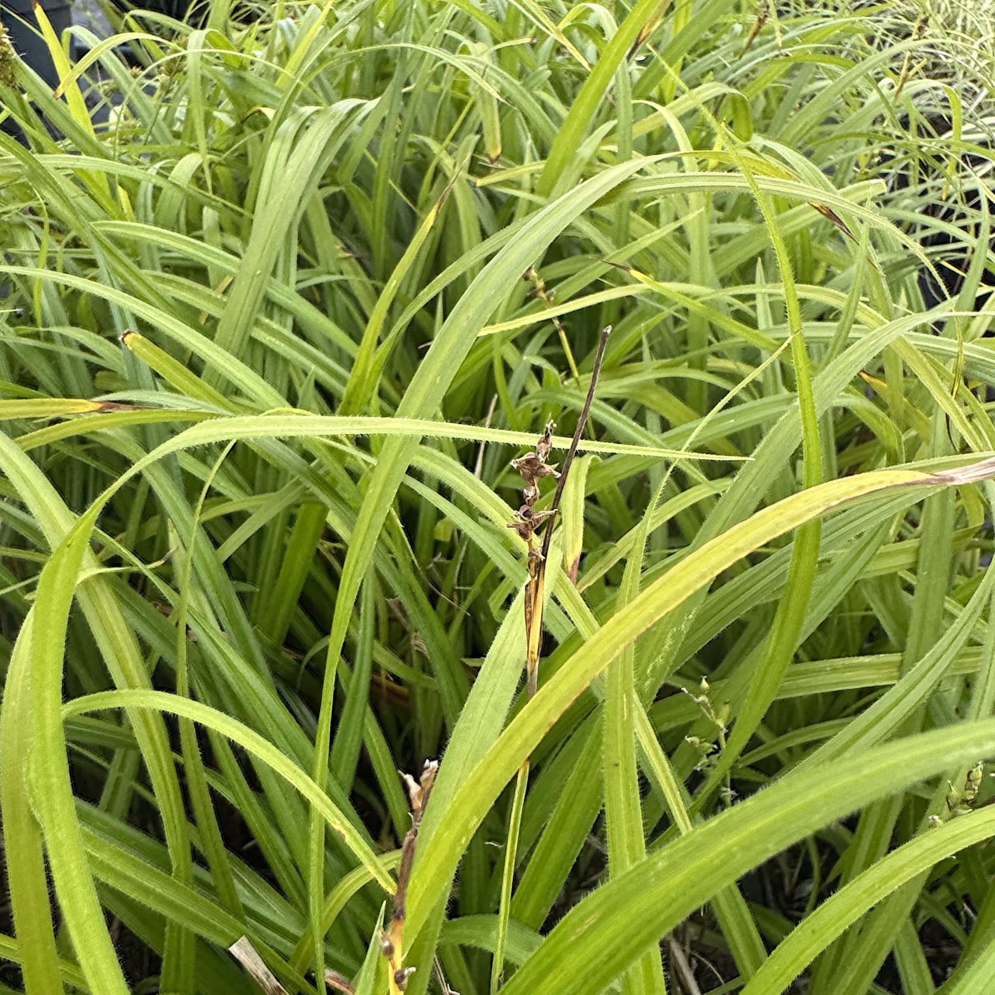 Carex pilosa 'Copenhagen Select’