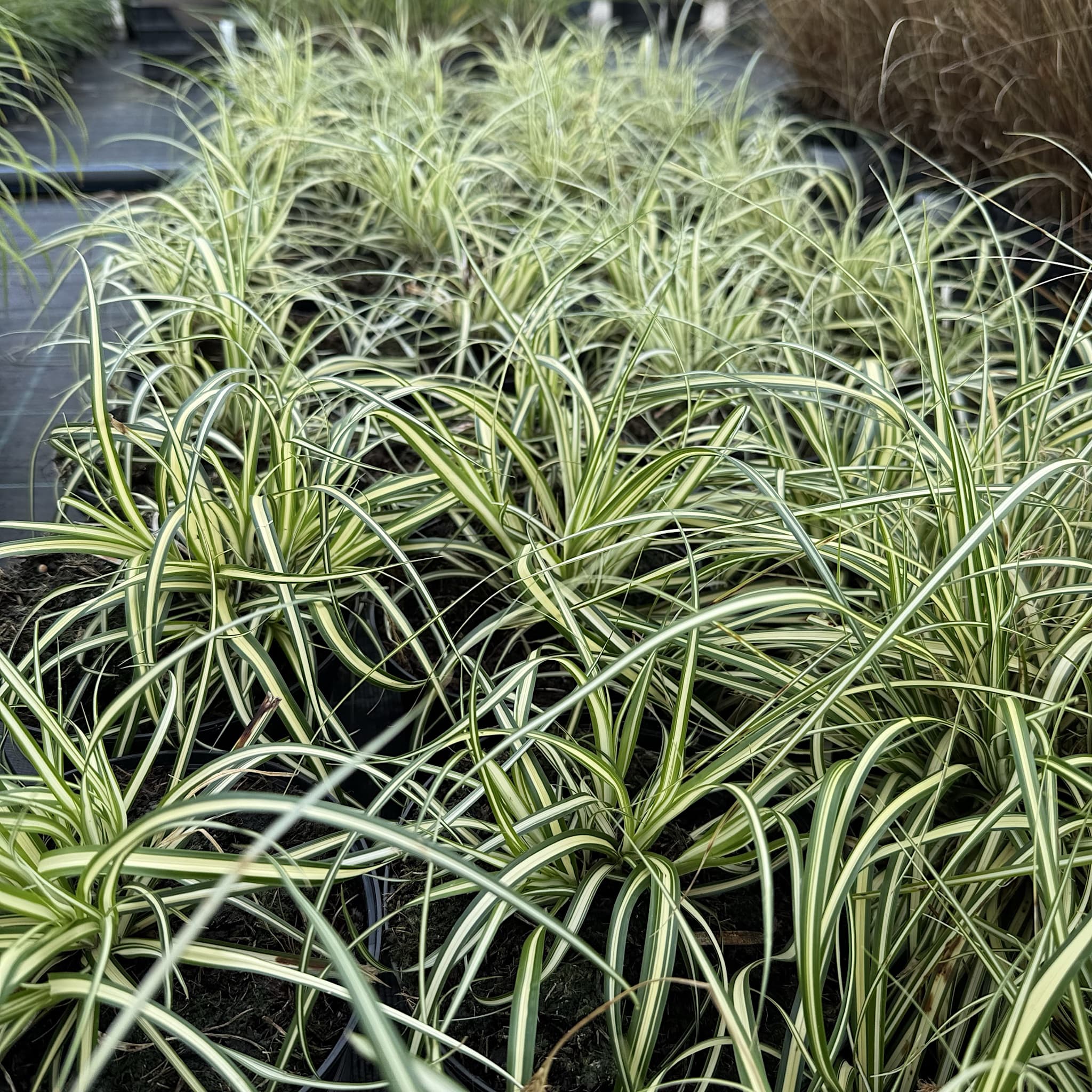 Carex oshimensis 'Evergold'